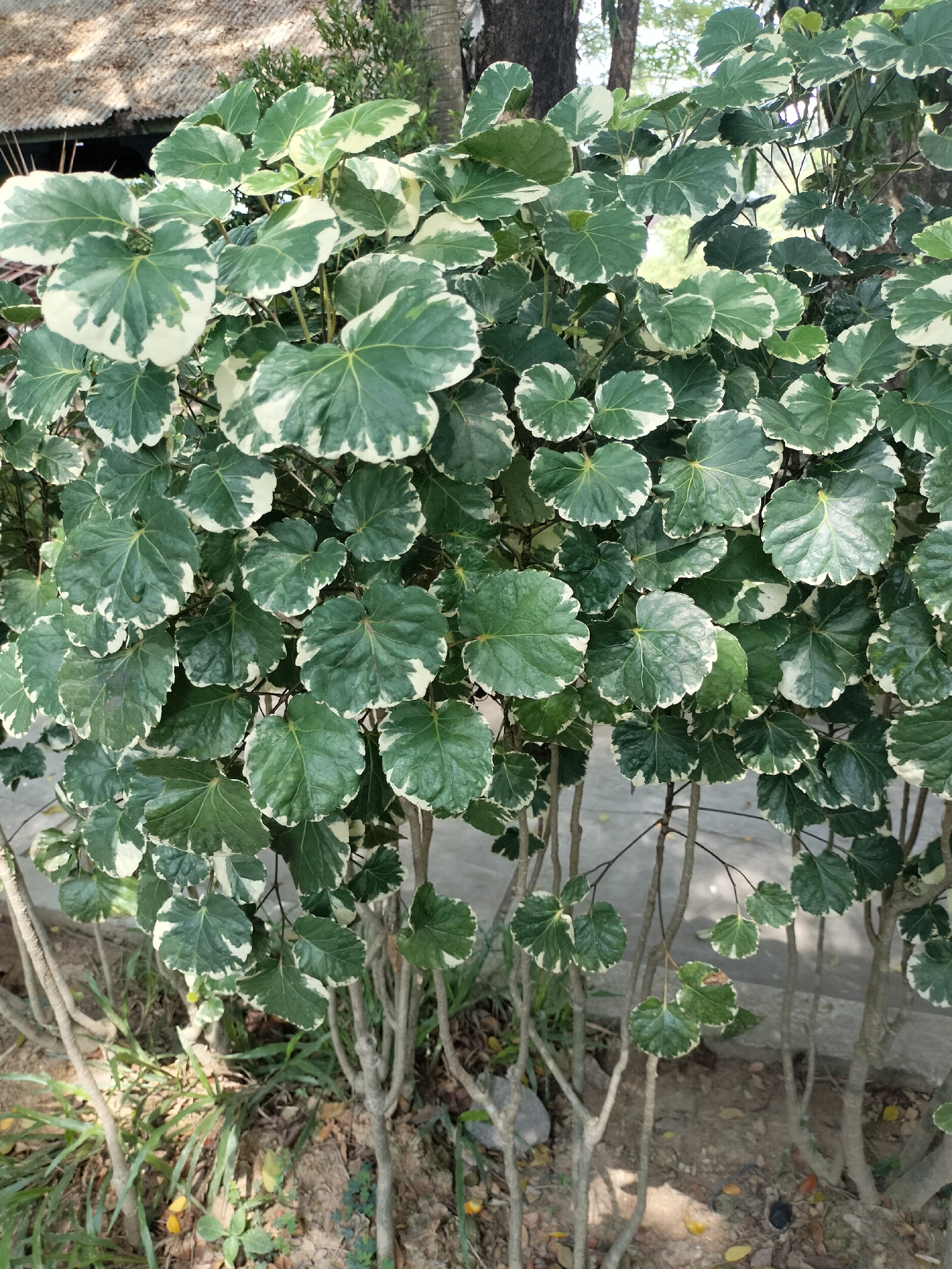 The image shows a close-up of a variegated shrub with large, rounded, scalloped leaves that are dark green with irregular white margins. The leaves are arranged densely on thin, woody stems. The background is blurred, but appears to be an outdoor setting with some vegetation and possibly a building structure with a thatched roof visible in the upper left corner. The ground is covered with soil, small stones, and fallen leaves. The lighting suggests it is daytime, with dappled sunlight filtering through the leaves. This shrub is likely located in a garden or natural area within Seuneubokpeunteut, Indonesia, given the context. There are no people or animals visible in the image.
