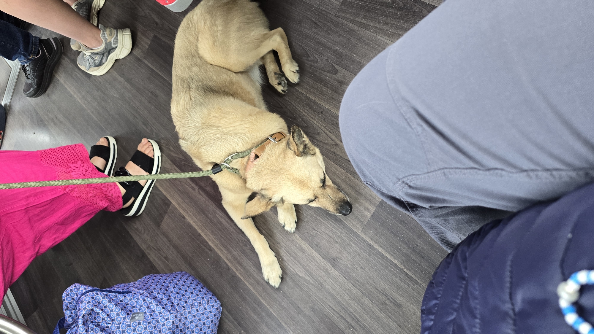 The image shows a tan dog lying on a dark wooden floor. The dog is wearing a tan collar with a green leash attached. The leash is being held by an unseen person. In the background, several people's legs and feet are visible, wearing various footwear including black sandals with white soles, black sneakers, and gray athletic shoes. A blue patterned bag is also present on the floor. The overall scene suggests a public space, possibly a waiting area or a mode of transportation. The image does not provide specific details about the city of Oberasbach, Germany.