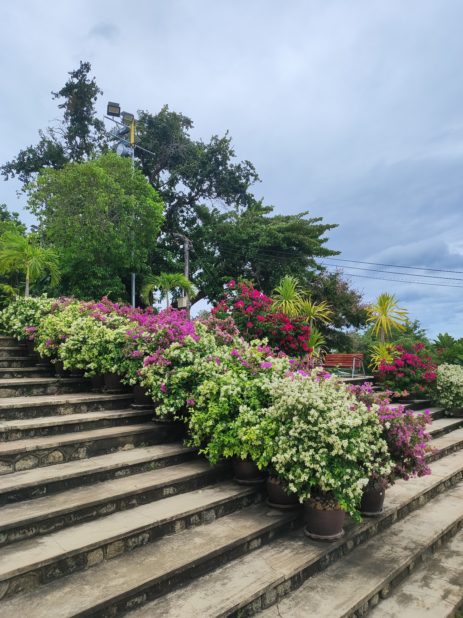 A wide shot captures a tiered stairway adorned with potted flowering plants in Hua Hin City Municipality, Thailand. The stairs are constructed of stone and concrete, with each step slightly wider than the last. Lush bougainvillea, in shades of white, pink, and fuchsia, spills from dark brown pots, creating a vibrant floral border along the sides of the stairs. Palm trees and other greenery rise behind the flowers, with a tall tree dominating the upper left portion of the frame. A lamp post with multiple lights and a speaker is visible near the top of this tree. In the background, a wooden bench is nestled amongst more flowers and palm trees. The sky above is overcast with a mix of white and grey clouds. The overall scene suggests a well-maintained public space or garden.