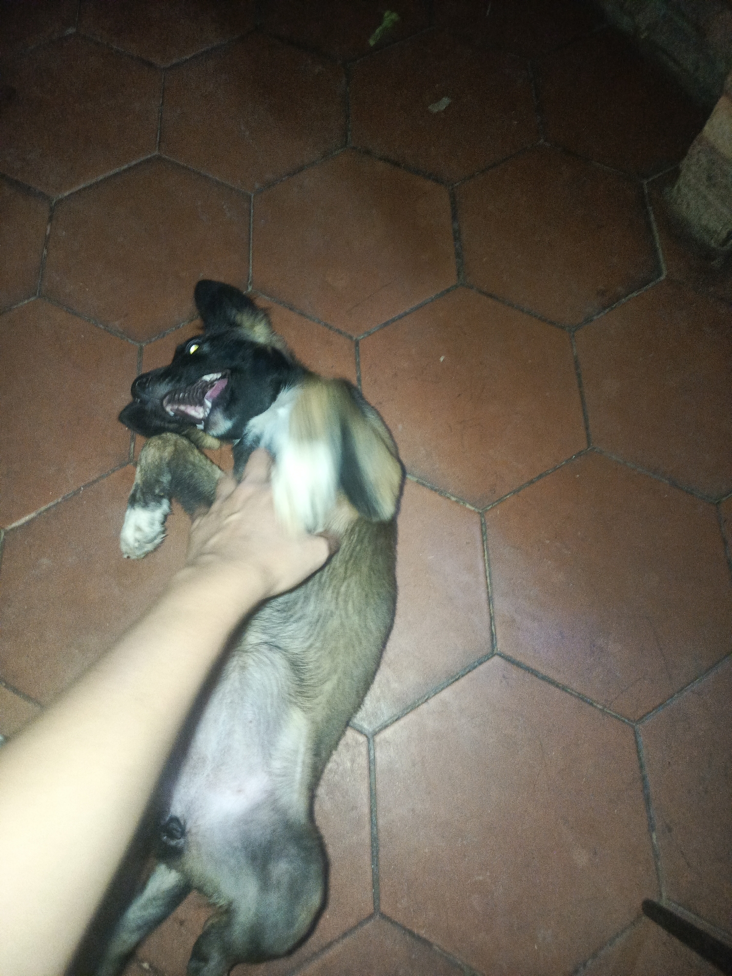 A medium shot shows a dog lying on its back, belly exposed. A hand is scratching the dog's chest and neck. The dog has its mouth open and teeth visible. The surface beneath the dog is comprised of large, brown, hexagon-shaped tiles. The setting appears to be indoors. Based on the prompt, the possible location is Juan Griego, Venezuela.