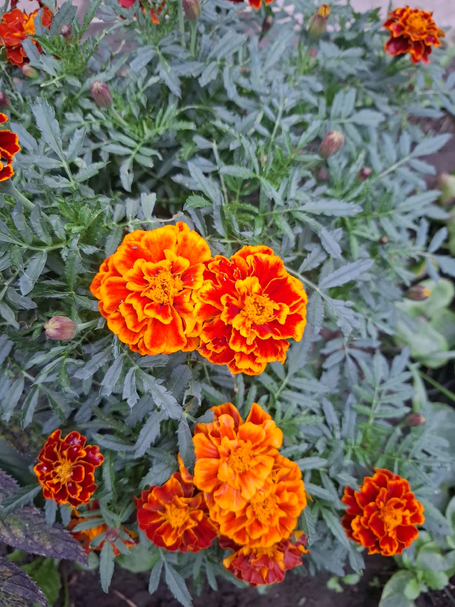 The image displays a close-up view of a cluster of vibrant marigolds in various stages of bloom, set against a backdrop of their characteristic feathery green foliage. The flowers exhibit a gradient of color, ranging from deep orange to bright red, with intricate petal structures. Several buds are visible, hinting at future blooms. The lighting suggests an outdoor setting, possibly a garden or park in Tyumen, Russia, with natural daylight illuminating the scene. The composition is tightly framed, focusing on the floral subjects and their immediate surroundings.