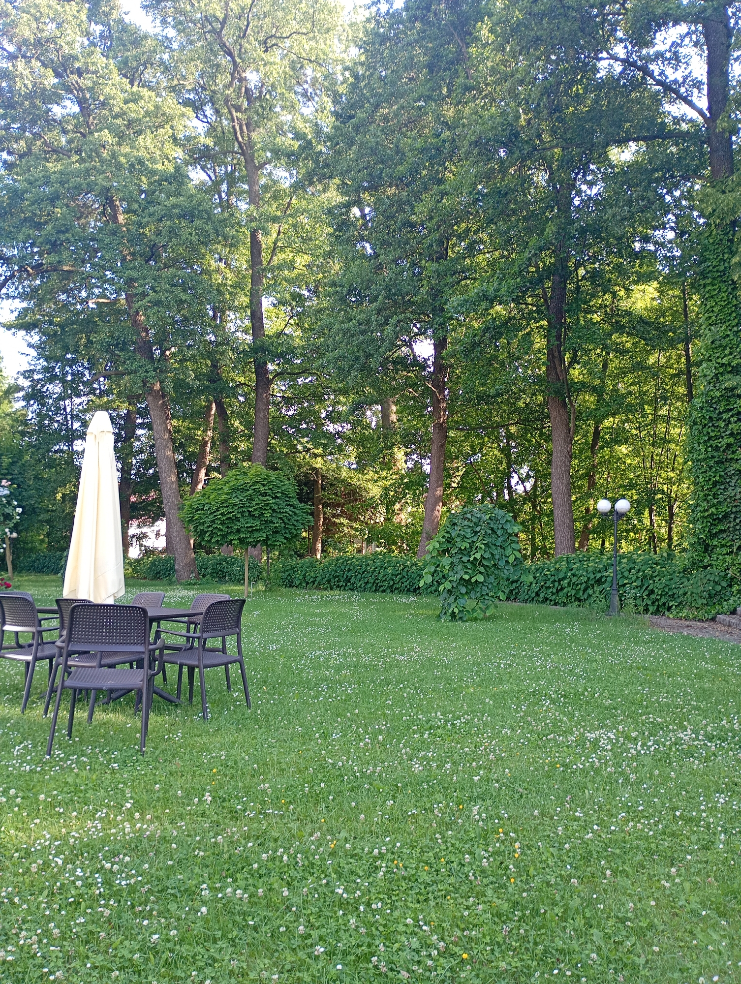 The image depicts an outdoor seating area with a table and chairs set on a lawn covered in small white flowers. A closed, cream-colored umbrella stands next to the table. In the background, a dense line of greenery forms a hedge, with several trees of varying heights behind it. A lamppost with two globe-shaped lights is visible to the right of the hedge. The scene appears to be a garden or park area, possibly associated with a building, given the presence of ivy on a wall to the far right. The overall impression is a tranquil, outdoor space. The location is identified as Międzyrzecz, Poland. There are no people visible in the image.