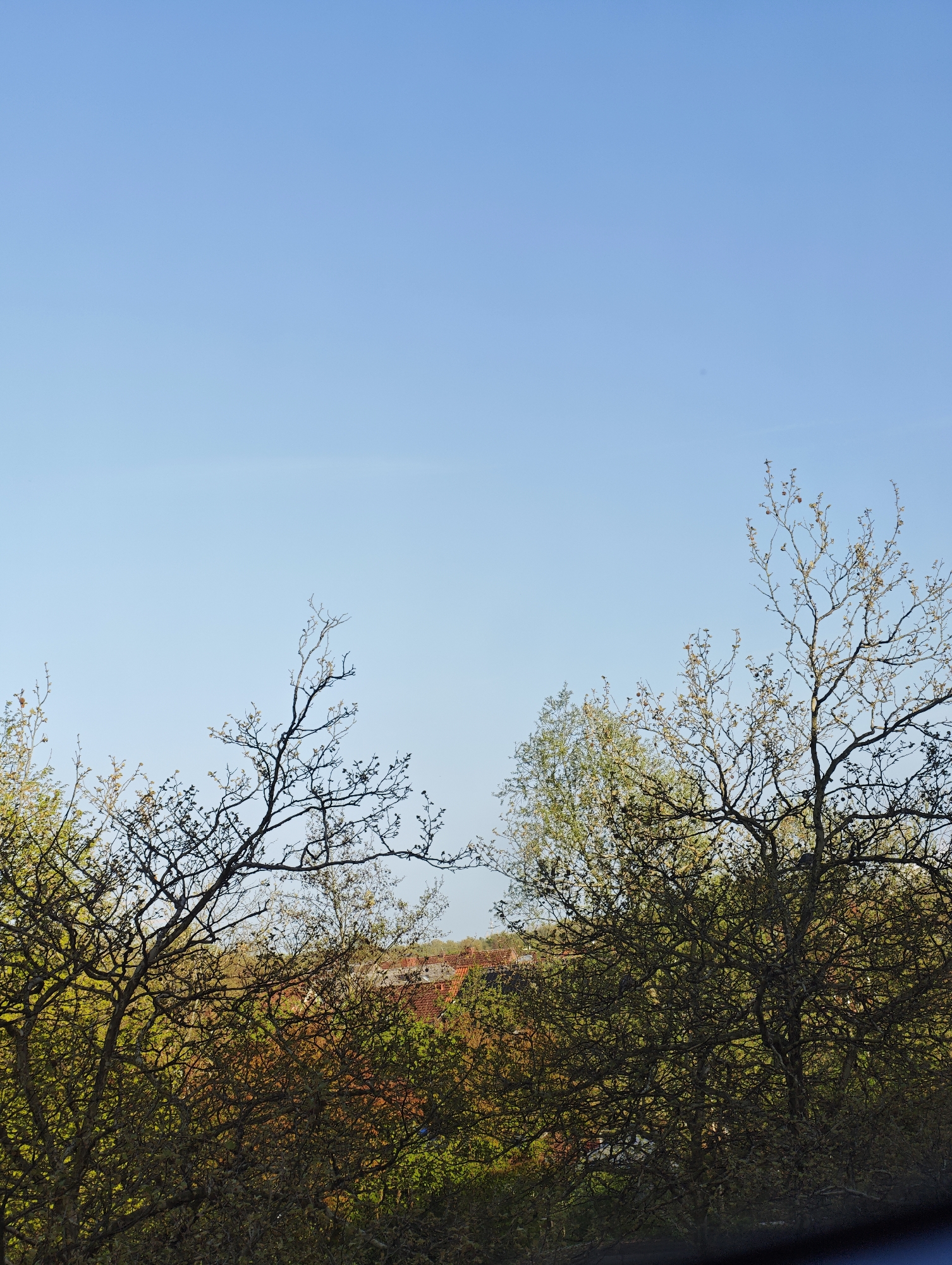 The image depicts a view from an elevated position in an urban environment, likely a window. A clear, blue sky fills the majority of the frame. At the lower portion of the image, several trees with bare branches, tinged with early spring buds, obscure the horizon. Behind the trees, a line of buildings with red-tiled roofs is visible, suggesting a residential area. The overall impression is a view of a cityscape on a bright, sunny day. The exact location within the city of Unknown is indeterminable.