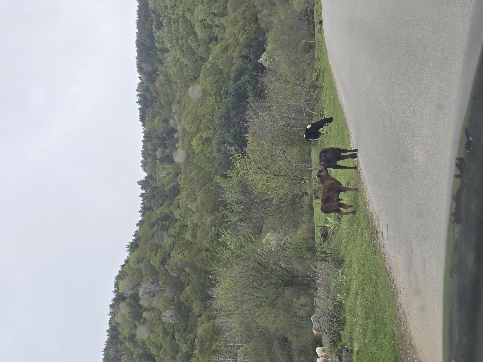 The image shows a rural roadside scene in Belitsa, Bulgaria. A paved road runs diagonally across the frame, with a lush green hillside covered in deciduous trees on the left. Two cows, one brown and one black and white, stand near the edge of the road. Sheep are also visible further down the grassy roadside. The sky is overcast and gray. The view is likely from inside a vehicle, indicated by the presence of part of the car's window on the right.