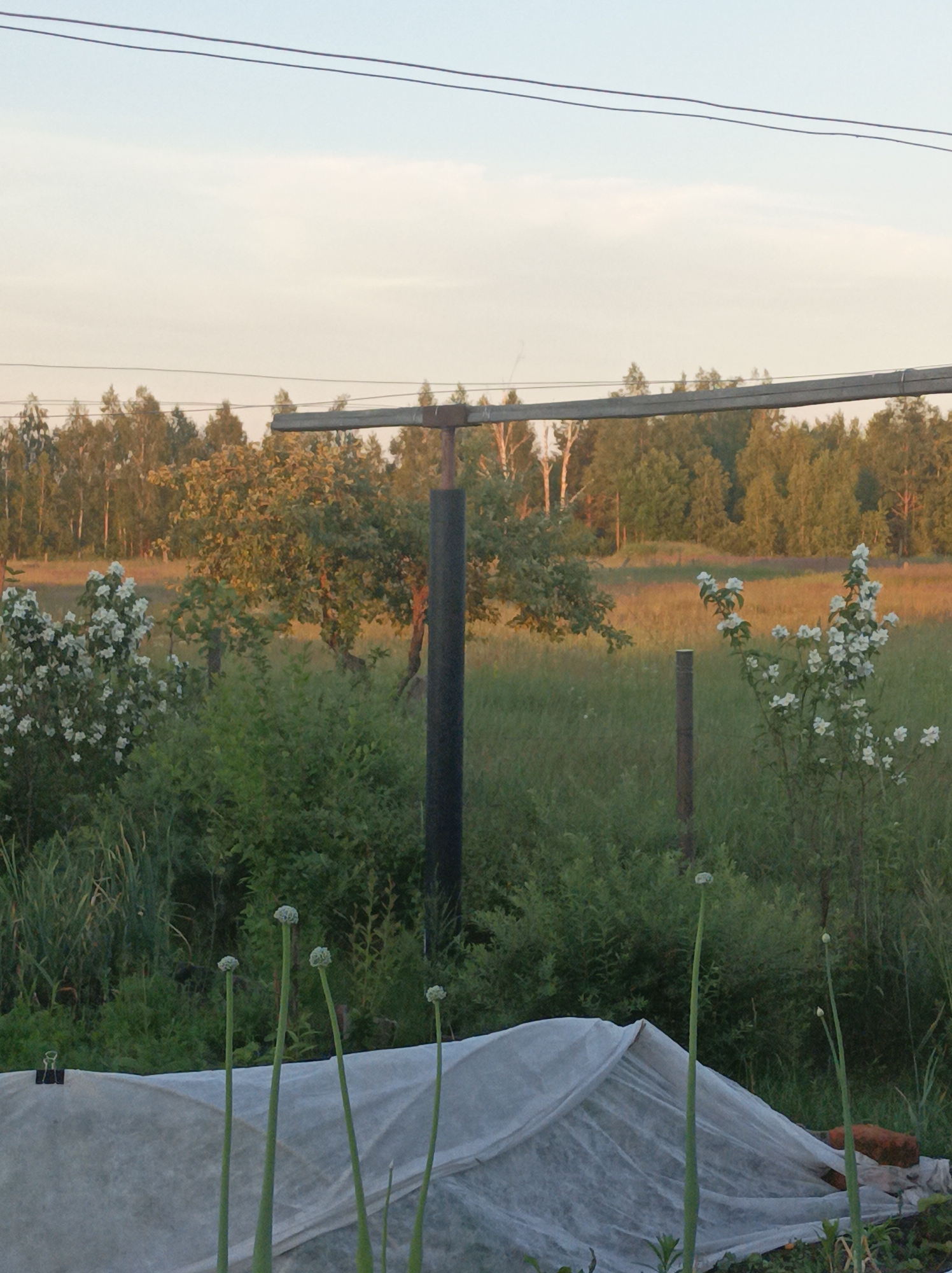 The image captures an outdoor scene in a rural setting, likely a garden or yard, with a grove of trees in the background. In the foreground, several tall green stalks with bulbous tops, possibly onion scapes, are visible. These stalks are positioned in front of a large white sheet of fabric, which appears to be covering something on the ground.
To the left of the stalks, a bush with small white flowers is in bloom. Further back, a larger tree with lighter green foliage is visible, and behind it, a dense forest forms the horizon. The sky above is a pale blue with hints of white clouds, suggesting it might be late afternoon or early evening. A dark, vertical pole is present in the mid-ground, and overhead, two dark wires stretch across the frame. The overall impression is one of a peaceful, natural environment.