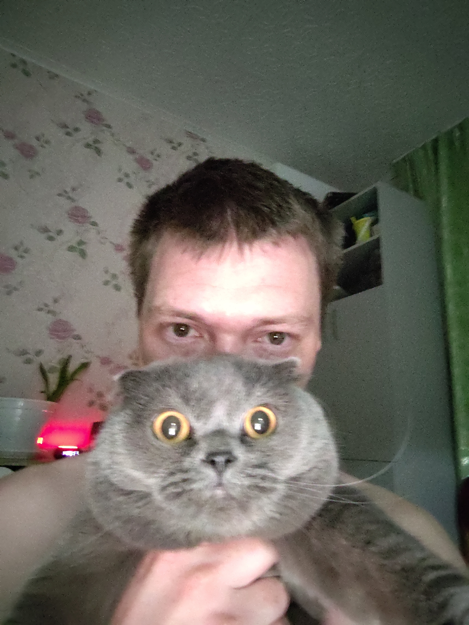 A person is holding a gray Scottish Fold cat with large, round, yellow eyes, close to their face. The person has brown hair and brown eyes. Behind the person, on the left, there is wallpaper with a floral pattern and a plant on a surface, illuminated by a red light. To the right of the person is a white cabinet and a green curtain. The location is Марковский, Russia.