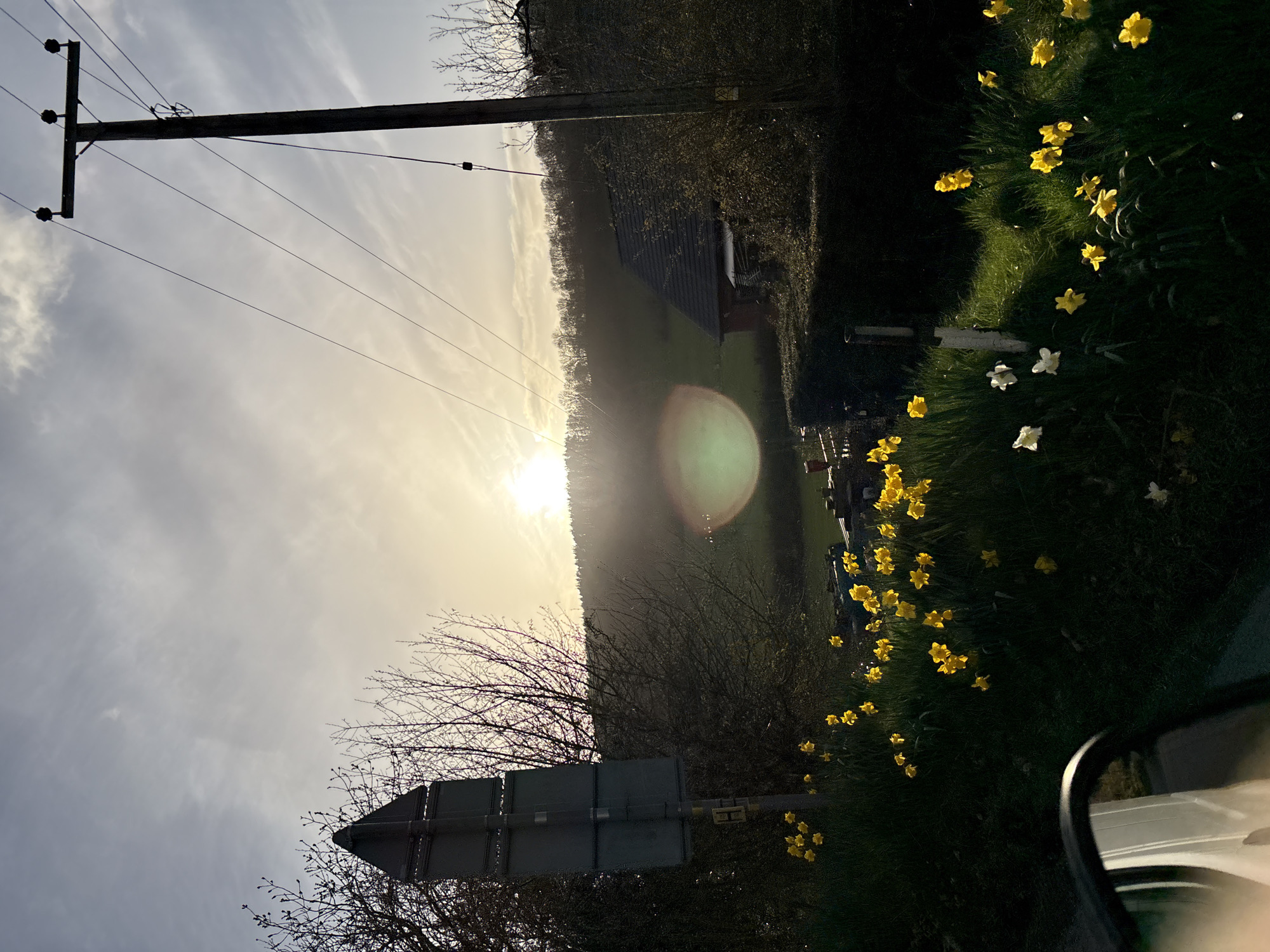 The image depicts a rural scene in Stiperstones, United Kingdom, captured from a low vantage point, likely from within a vehicle, with a portion of a white vehicle's side mirror visible in the lower left foreground. A bright, low sun is centered in the upper mid-left, casting strong backlight and producing a green and orange lens flare effect in the mid-ground. The sky is partially cloudy, transitioning from a lighter hue near the sun to a darker gray towards the top.
In the immediate foreground, a grassy verge is densely populated with yellow daffodils and several white daffodils. To the left, the dark, unreflective reverse side of a multi-panel road sign post is visible, partially obscured by bare deciduous branches. Further right, a dark wooden utility pole with multiple overhead wires extends from the mid-right into the upper frame.
The mid-ground features a dark green hedge or dense shrubbery, behind which a building with a dark tiled roof and partially visible red walls is situated. Green fields are present behind the building and hedge. The background consists of a forested hill or ridge, with numerous bare deciduous trees silhouetted against the bright sky. No individuals or specific actions are discernible.