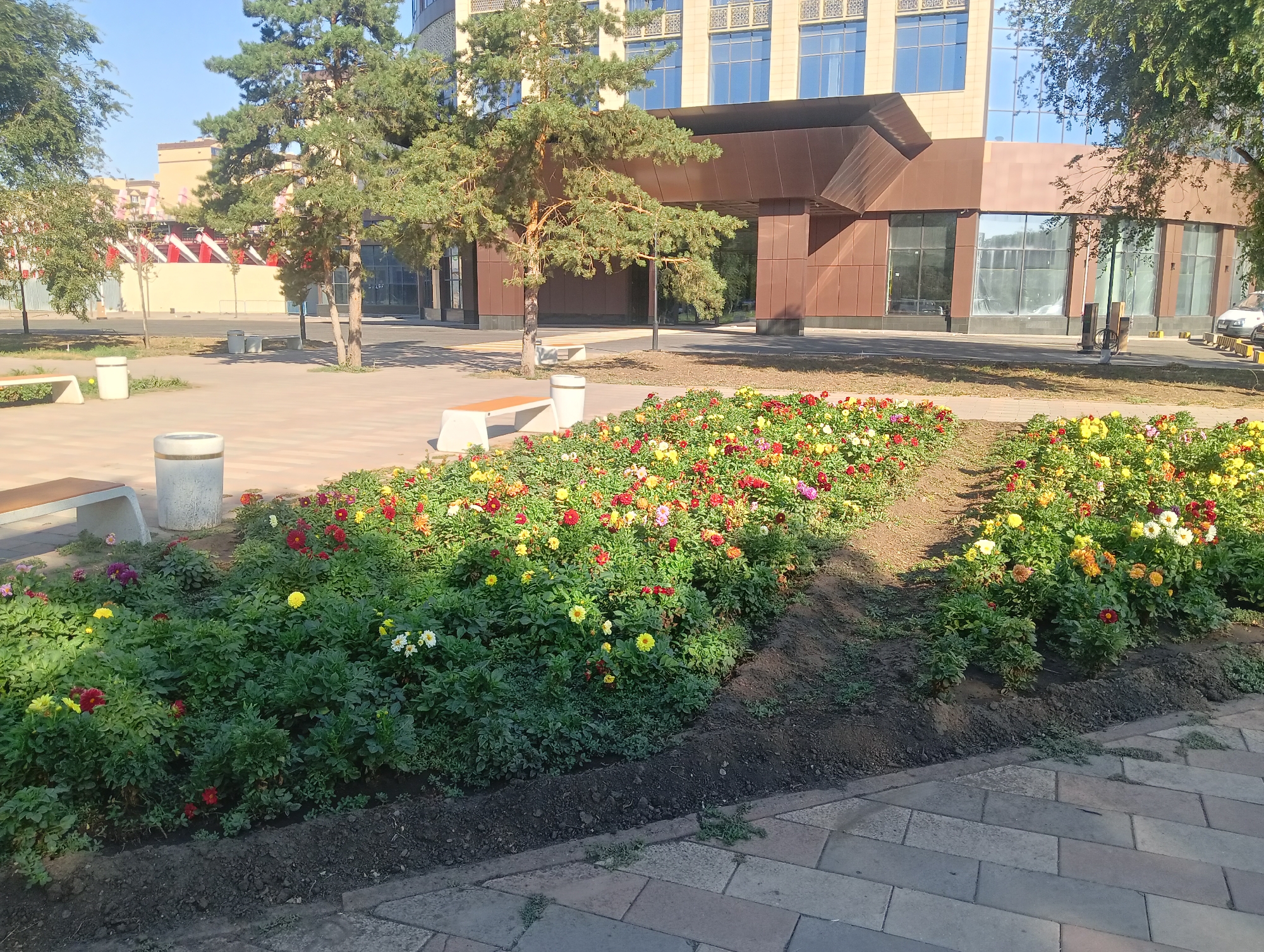 In Aktobe, Kazakhstan, a sunlit scene unfolds outside a modern building with a facade of beige stone and dark brown panels. A covered entrance features sharp, angular lines. In the foreground, a meticulously maintained flower bed bursts with vibrant red, yellow, orange, and pink dahlias, contrasting with lush green foliage. Paved pathways with rectangular, grey stones lead around the flower bed. Park benches and cylindrical trash receptacles are strategically placed on the paved areas. Tall pine trees with sparse needles dot the landscape, their branches casting shadows on the ground. In the background, another building, possibly part of a shopping center, is visible with red and white striped awnings. The sky is clear and blue. No people are present in the image.