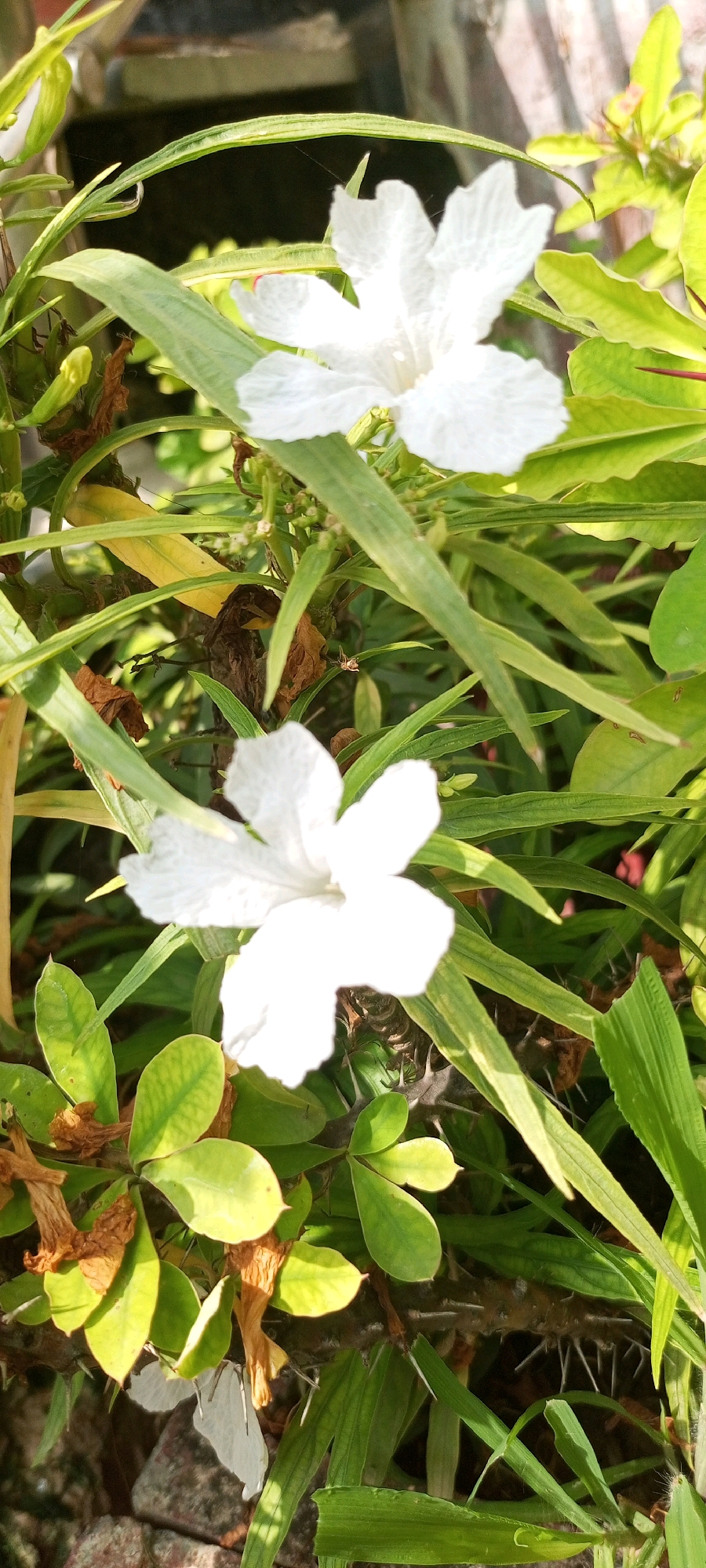 The image shows a close-up view of white flowers and green foliage. The flowers have five delicate petals with a slightly crinkled texture. They are surrounded by long, slender green leaves and some broader, oval-shaped leaves. There are also dry, brown leaves and some thorny stems visible in the lower part of the frame. The lighting suggests it is daytime, with sunlight filtering through the leaves, creating highlights and shadows. The background is out of focus, showing a blurred mix of darker and lighter tones, possibly indicating more vegetation or a wall. There are no people or animals clearly visible in the image. The scene appears to be an outdoor garden or natural setting. The specific location within the city of Toru, Pakistan cannot be determined from the image alone.