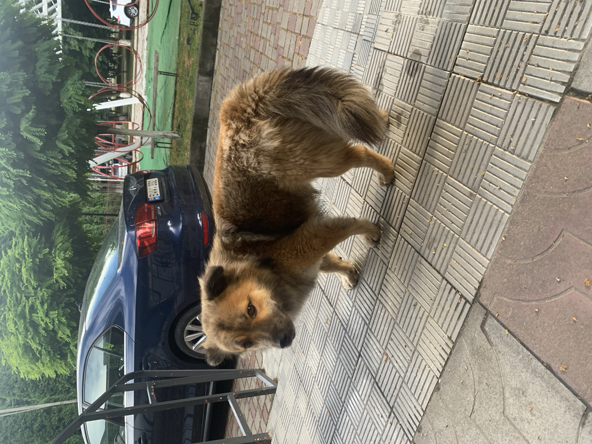 A medium-sized, shaggy, brown dog with dark markings stands on a patterned tiled surface in front of a dark blue car. The dog is facing left, with its head turned towards the camera, its expression appearing cautious or questioning. The car, a Volkswagen Jetta, has its license plate visible, reading "BMV 332". In the background, there are trees and playground equipment, suggesting an outdoor recreational area. The ground is paved with interlocking tiles of varying colors and textures. The overall scene appears to be in a public space, possibly a park or a residential area. The image was taken in Dondușeni, Moldova.