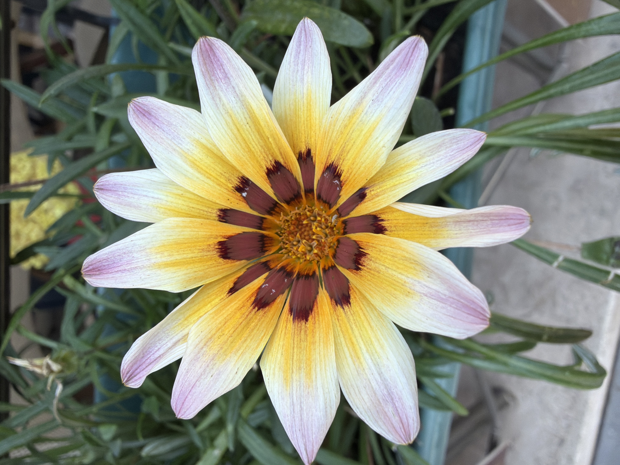 A close-up, overhead shot focuses on a vibrantly colored gazania flower. The flower's petals transition from a bright yellow at the center, fading to white at the tips, with delicate streaks of pink on the outer edges. The center of the flower is a rich, deep red-brown, forming a star-like pattern. The bloom is surrounded by blurred green foliage, likely the plant's leaves, set against a backdrop that suggests an outdoor setting, possibly a garden or balcony in Marmaris, Turkey, given the context. The lighting indicates it is daytime. There are no people or animals visible in the image.