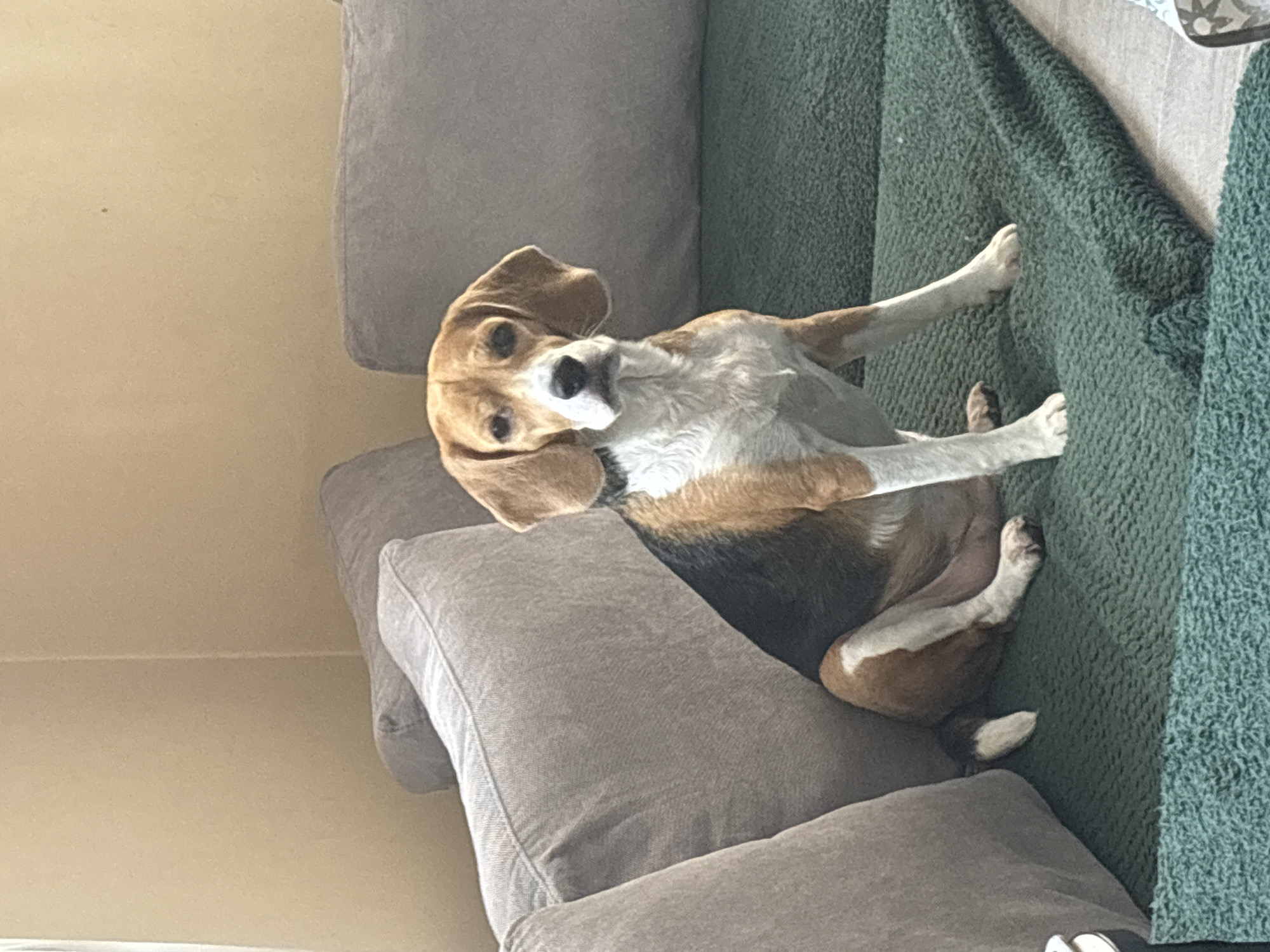 A dog is lying on a gray sofa with a green blanket. The dog has brown and white fur, and its head is turned toward the camera. The background is a light yellow wall. There is no evidence to suggest the location is Plovdiv, Bulgaria.