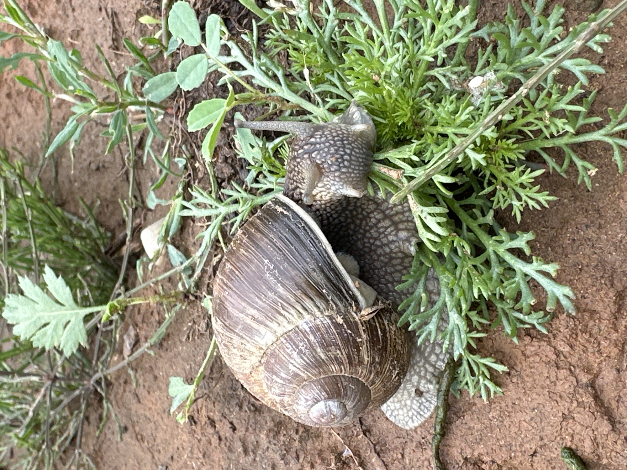 A snail with a brown shell, flecked with gray, is nestled among green plants on a brown, earthen surface. The snail's head and eye stalks are extended, revealing a gray-patterned body. The environment is terrestrial, with the brown earth suggesting a garden or field. It is difficult to confirm this is the city of Chaikovsky, Russia based solely on the image.