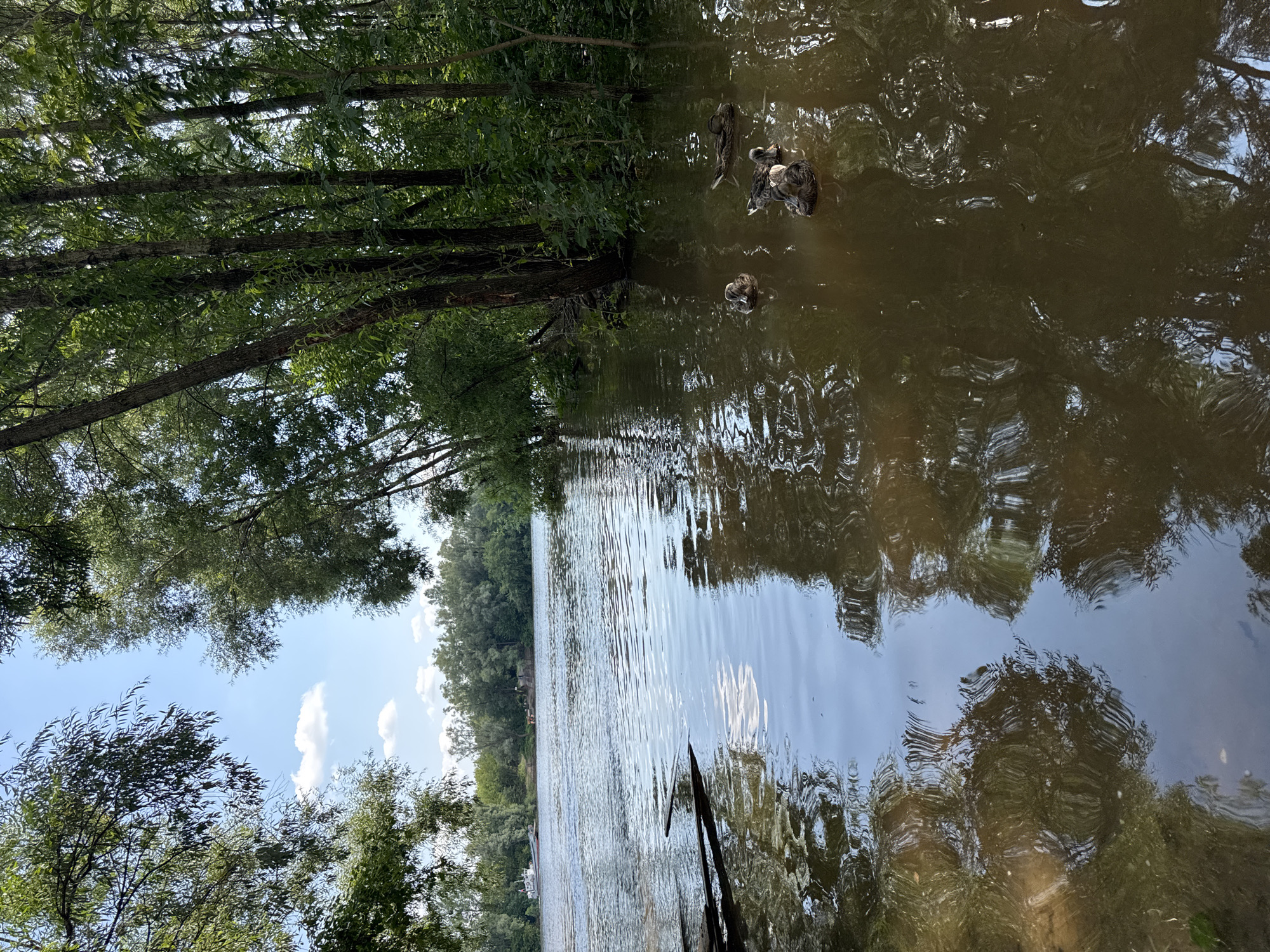 This image depicts a serene riverside scene, likely within Ufa, Russia, characterized by lush greenery and tranquil waters. The foreground is dominated by the murky, brown water of a river, reflecting the dense foliage of trees that line its banks. Several ducks are visible, swimming peacefully on the water's surface, their forms creating subtle ripples.
In the middle ground, the river widens, with a distant shore densely populated with trees. A white boat with a red stripe is anchored near the bank on the left side of the river. The sky above is a clear blue, dotted with a few white, fluffy clouds, suggesting a pleasant, sunny day. The overall impression is one of natural beauty and peaceful coexistence between wildlife and the environment.