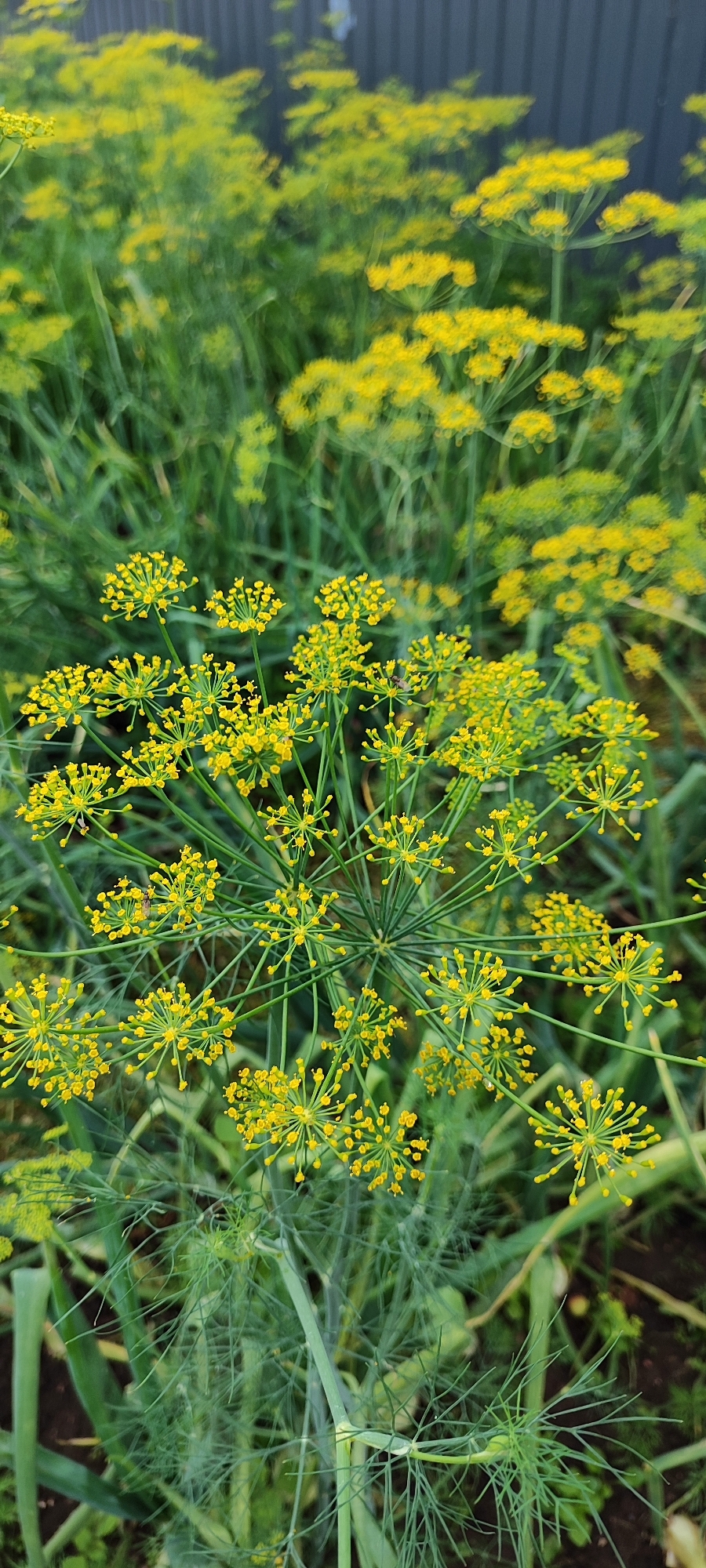 In a garden within Лёзненскі сельскі Савет, Belarus, the foreground is dominated by a cluster of dill flowers in bloom. These flowers are characterized by their delicate, umbellated yellow florets. The dill plants have feathery, green foliage that extends into the background, creating a soft, natural setting. In the middle ground and background, more dill plants are visible, also in bloom, with their yellow flower heads creating a sea of color against the greenery. A dark, corrugated fence runs horizontally across the top of the image, providing a stark, man-made contrast to the organic elements of the garden. The overall scene depicts a vibrant and lush garden in bloom, likely during the summer months.