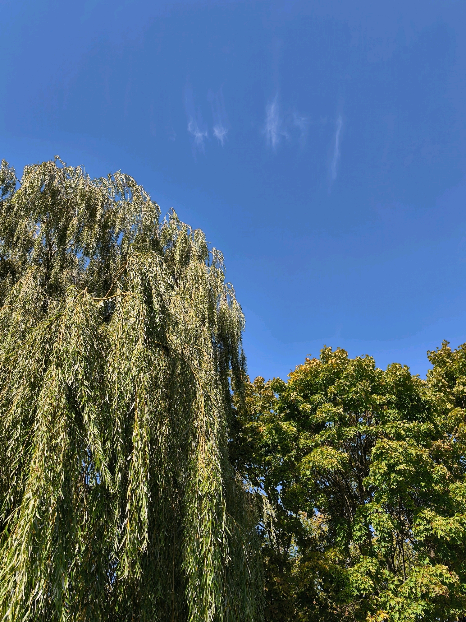 The image captures a clear, bright blue sky with sparse, wispy clouds. In the foreground, a large weeping willow tree dominates the left side of the frame with its long, flowing branches and green leaves. To the right, the tops of other deciduous trees, likely maples, are visible, with some leaves showing hints of yellow and orange, suggesting the onset of autumn. The trees are set against the sky, creating a natural, outdoor scene. The location is a park or a tree-lined area within the city of Mahilyow, Belarus. There are no people or discernible human activity in the image. The scene is serene and focuses on the natural beauty of the trees and sky.