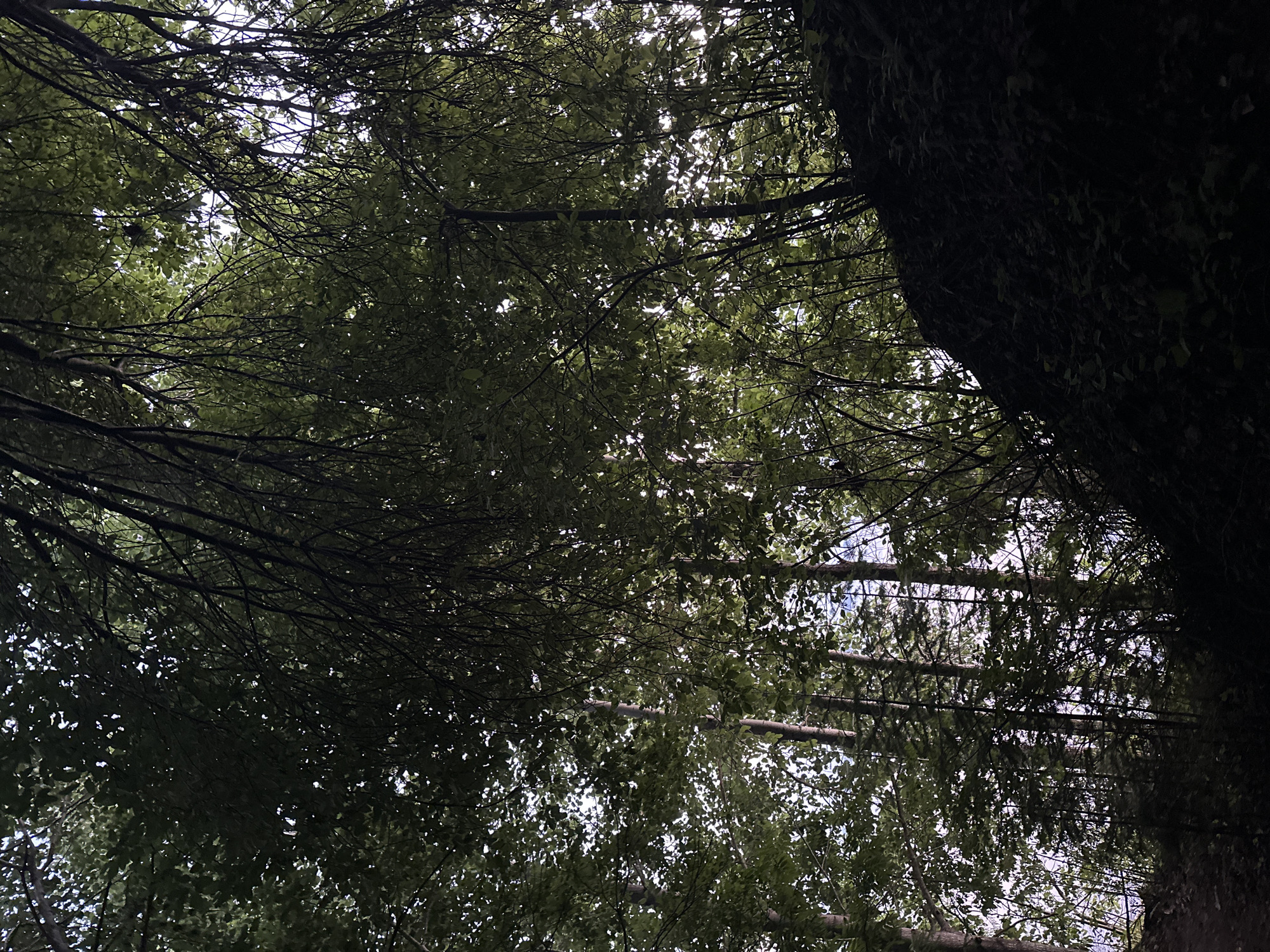 The image depicts a dense forest canopy with sunlight filtering through the leaves, creating a dappled effect. Tall, slender trees with dark bark are visible in the background, interspersed with lighter foliage. The foreground is dominated by a dark, overgrown hillside covered in vegetation. The scene appears to be a natural landscape, possibly a forest trail or a park area within the city of Gory, Russia. No people or specific structures are discernible. The overall impression is one of lush, verdant growth.