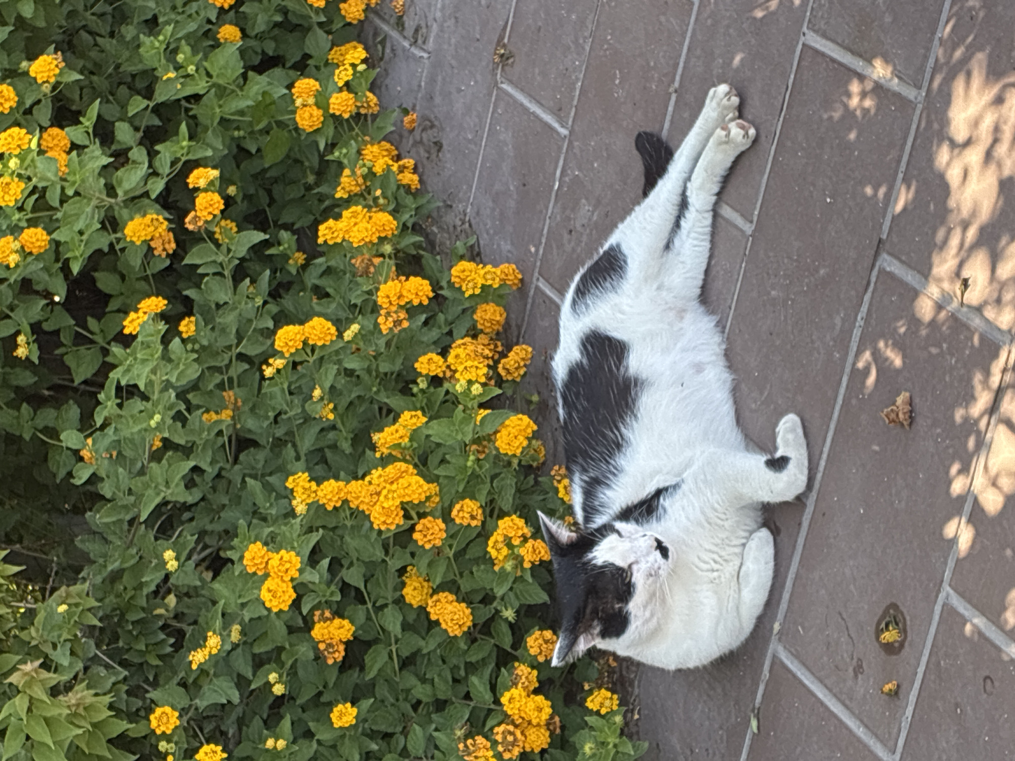 An outdoor, sunlit scene in Alanya, Turkey, depicts a black and white domestic cat resting on a paved surface adjacent to a flowering bush. The cat, displaying predominantly white fur with distinct black patches on its head (including above and below its eyes, and a small patch resembling a mustache below its nose), back, and tail, is lying on its left side with its front paws tucked and hind legs extended. Its eyes appear closed or partially closed. The paving consists of reddish-brown rectangular stones with light gray grout lines. Immediately behind the cat is a dense green bush heavily adorned with clusters of small, bright yellow-orange flowers, consistent with Lantana species. Several small pieces of organic debris are present on the paving, including a cluster of fallen yellow flowers near the cat's front paws and a few dry, brown fragments further right. Sunlight casts distinct leaf shadows onto the paving in the lower right portion of the frame. No human presence is observed.