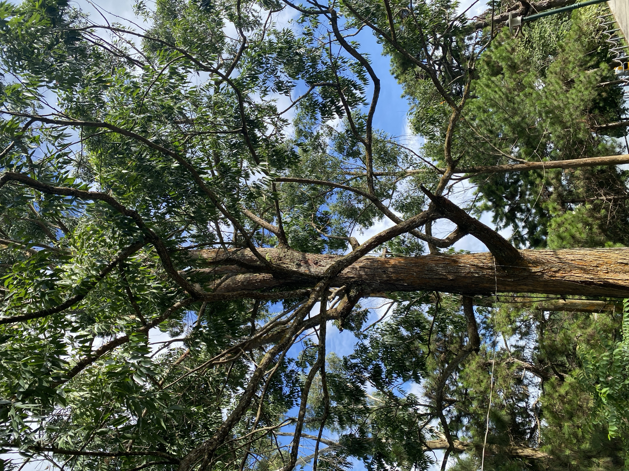 The image depicts a close-up view of a tall tree with a rough, textured bark, dominating the foreground. Its branches spread widely, covered in lush green leaves, creating a dense canopy that partially obscures the bright blue sky with scattered white clouds. In the background, a variety of other trees, including pine trees, are visible, suggesting a natural, possibly mountainous or forested, environment. A faint white wire runs horizontally across the scene, intersecting some of the branches. To the right, a portion of a pathway and a lamppost are visible, hinting at a park or scenic area. The overall impression is one of a verdant and serene outdoor setting, likely in the Lâm Viên plateau of Đà Lạt, Vietnam, known for its pine forests and cooler climate. No people are visible in the image.