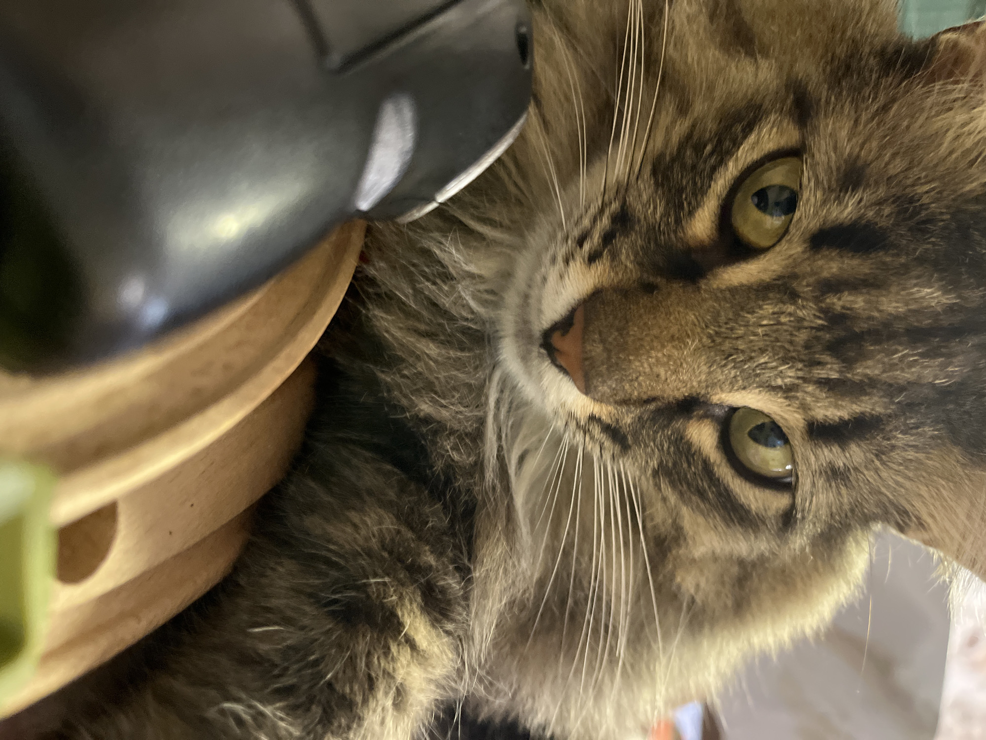 In this close-up shot, a domestic cat with brown tabby markings and long fur is the central subject. The cat's face is in sharp focus, with its bright green eyes prominently displayed. Its whiskers are fanned out, and its nose is a pinkish-brown. In the foreground, a black object, possibly a toy or electronic device, is positioned to the left, partially obscuring the cat's face and body. Behind the cat, a light-colored wooden structure, possibly part of a toy or furniture, is visible. The background is blurred, with hints of a light-colored wall or surface. There is no indication of the city of Krasnyye Barrikady, Russia, within this image.