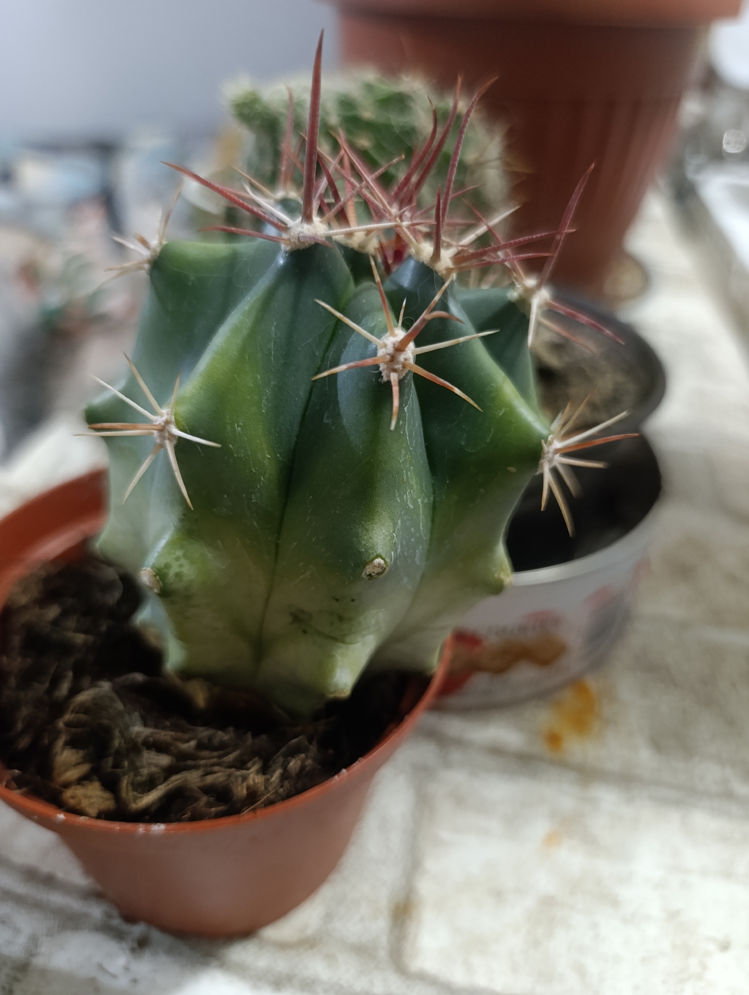 In Kyustendil, Bulgaria, a close-up, slightly blurred photograph captures a small, green cactus in a brown plastic pot. The cactus has prominent, reddish-brown spines radiating from its ribbed surface. In the background, other potted plants and blurred surroundings suggest an indoor setting, possibly a windowsill or shelf. The focus is on the cactus, highlighting its texture and sharp spines.