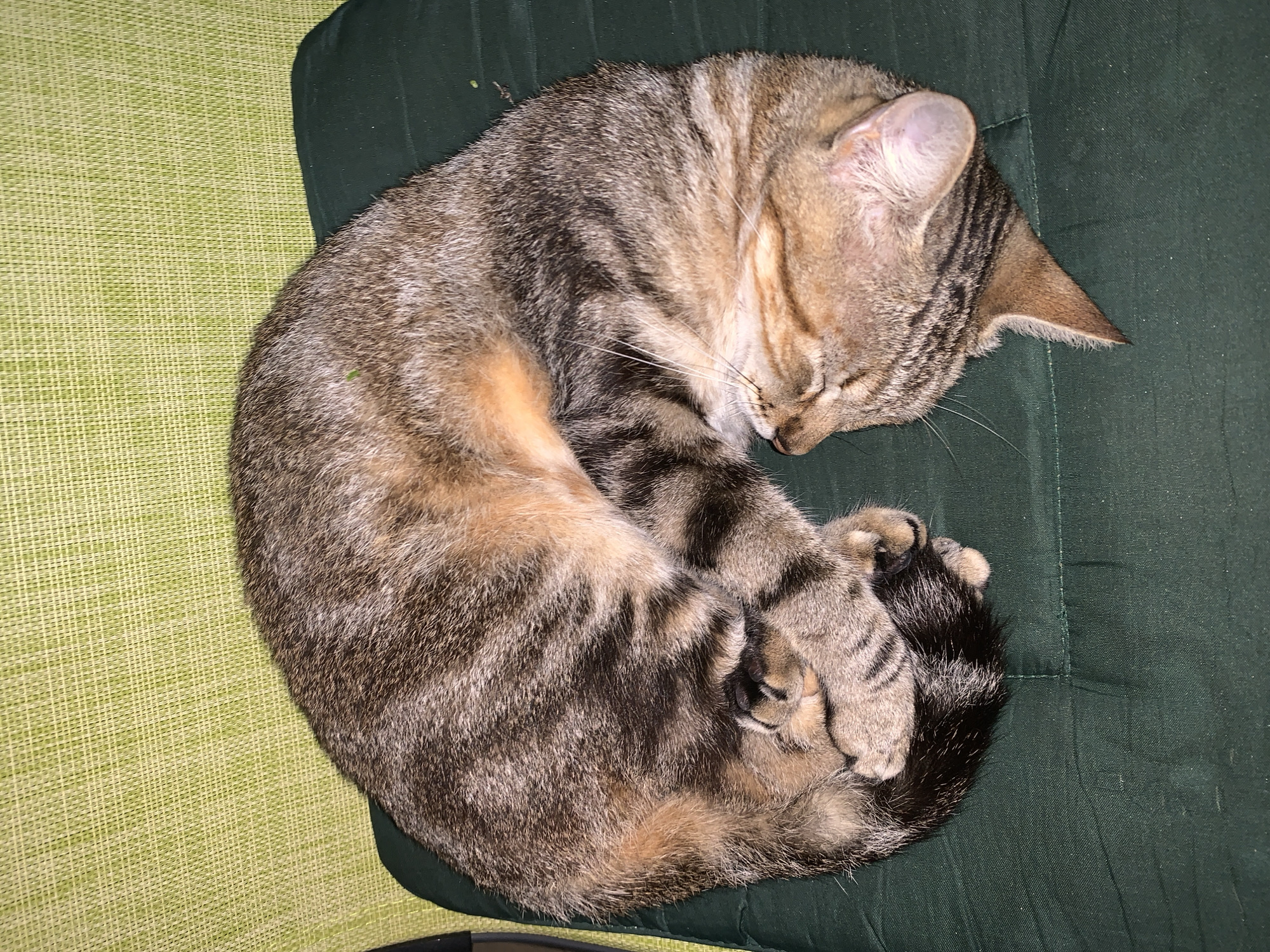 An overhead shot captures a domestic tabby cat deeply asleep, curled into a tight ball. The cat's fur displays a mix of brown, grey, and black stripes, characteristic of a tabby pattern, with lighter tan or cream tones on its underside and face. Its eyes are closed, and whiskers are visible, indicating peaceful slumber.
The cat is resting on a dark green cushion or blanket, which shows some creases and a slightly textured surface. To the left of the cushion, a light green woven mat or carpet with a distinct grid pattern is visible, providing a contrasting background. The scene suggests an indoor setting.
The overall lighting is somewhat dim but clear enough to distinguish details, indicative of artificial light or nighttime. The cat appears relaxed and comfortable. There is no visible text in the image. This tranquil moment takes place in Santa Ana, Venezuela.