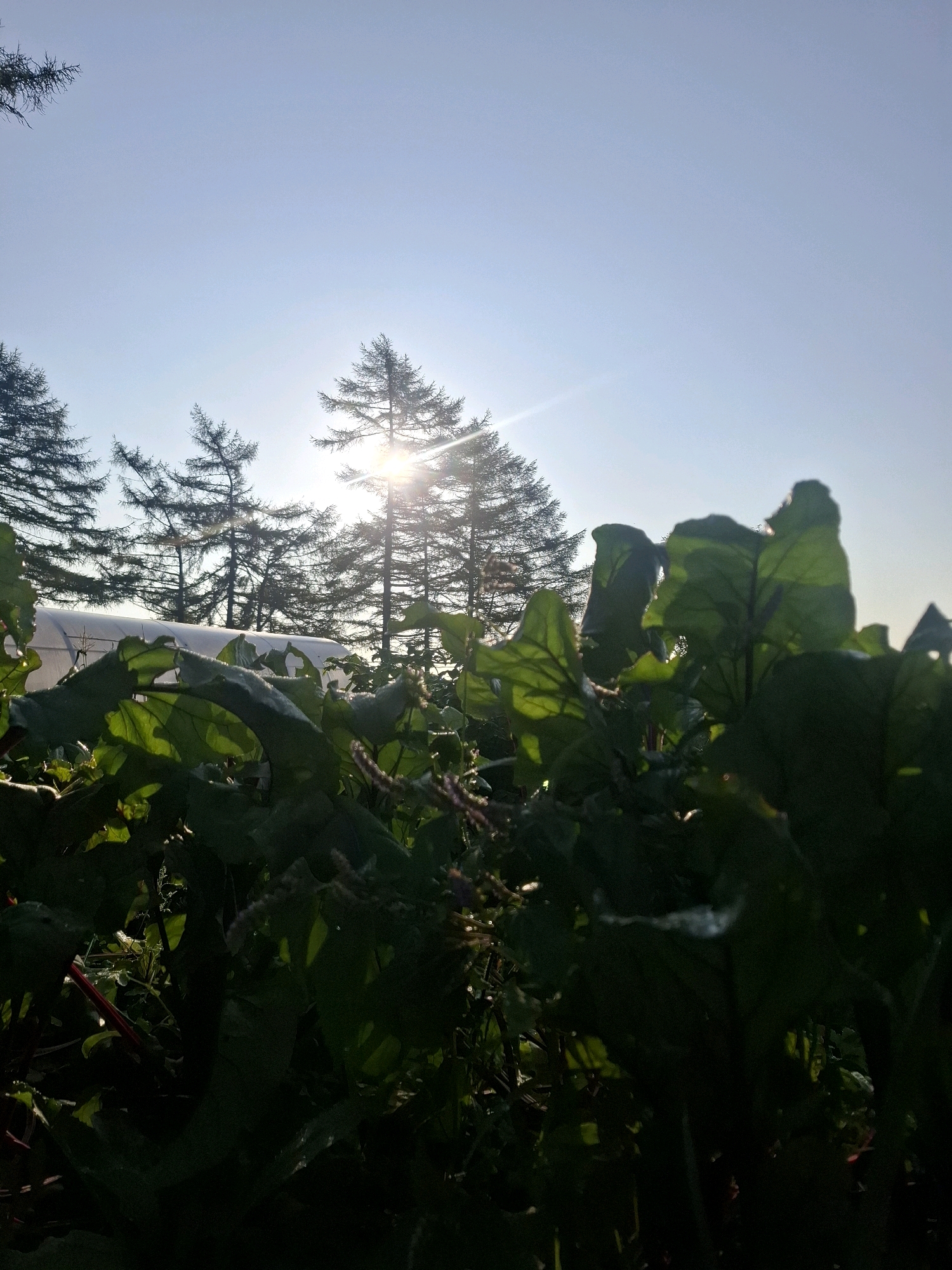 A low-angle, full outdoor shot captures lush green foliage in the foreground, silhouetted against a bright, sunlit sky. Several tall evergreen trees are visible behind the plants, with sunlight filtering through their branches. In the background, a white greenhouse-like structure is partially obscured by the trees and foliage. The sun is positioned in the upper center of the frame, creating a lens flare effect. The scene appears to be set in a rural or garden environment, possibly at dawn or dusk due to the low sun angle.