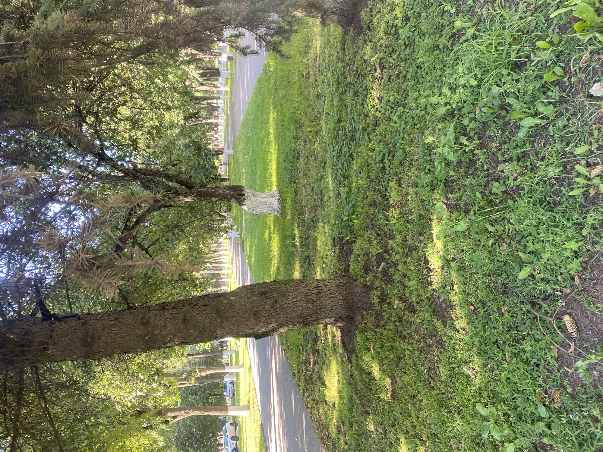 The image depicts a treelined street in Novomoskovsk, Russia, likely during the summer. A paved walkway runs alongside a grassy area with several trees. Some of the trees have their trunks painted white at the base, a common practice in Russia to protect them and improve visibility. In the background, several cars are parked or driving on the street. The overall scene is one of a quiet, well-maintained urban park or residential street.