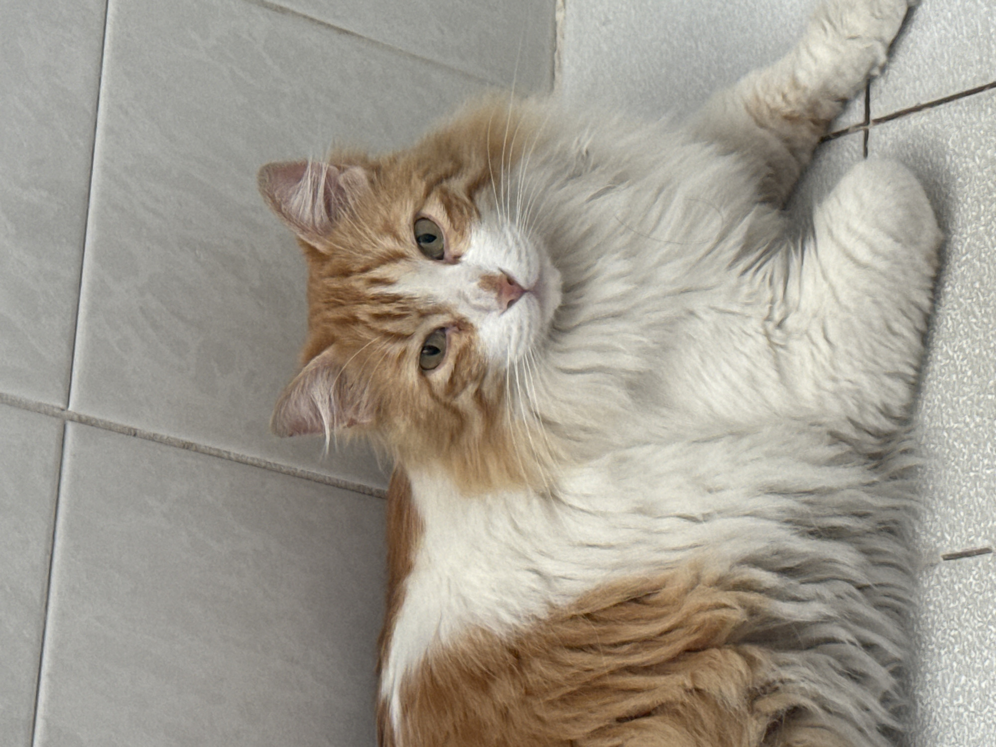 A long-haired cat, predominantly white with patches of orange, is lying on a tiled floor. The cat's head is tilted towards the viewer, and it is looking directly at the camera. The tiles are light grey, and the grout lines are visible. The location is not identifiable as being in Puebla, Mexico.