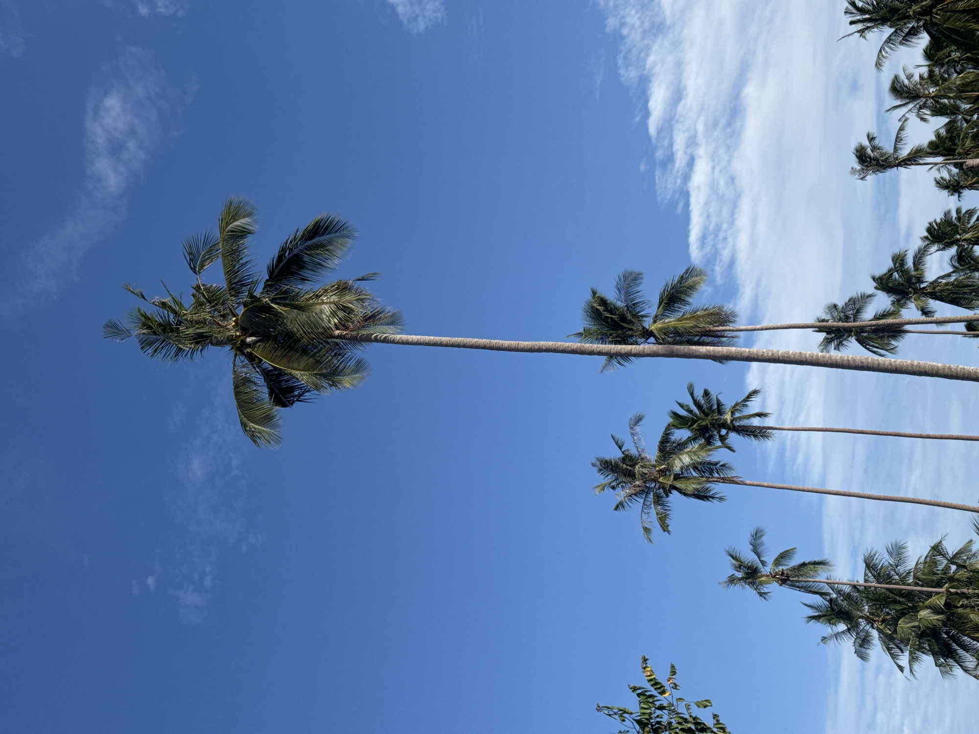 The image captures a vibrant tropical scene dominated by a clear blue sky with scattered white clouds. Several tall palm trees, characteristic of the Ko Samui District in Thailand, are the primary subjects. These trees vary in height and density, with lush green fronds reaching towards the sky. The perspective is from below, looking up at the towering palms, emphasizing their height against the expansive sky. The overall environment suggests a warm, sunny day in a tropical locale, likely a beach or coastal area. There are no people or animals visible in the frame.