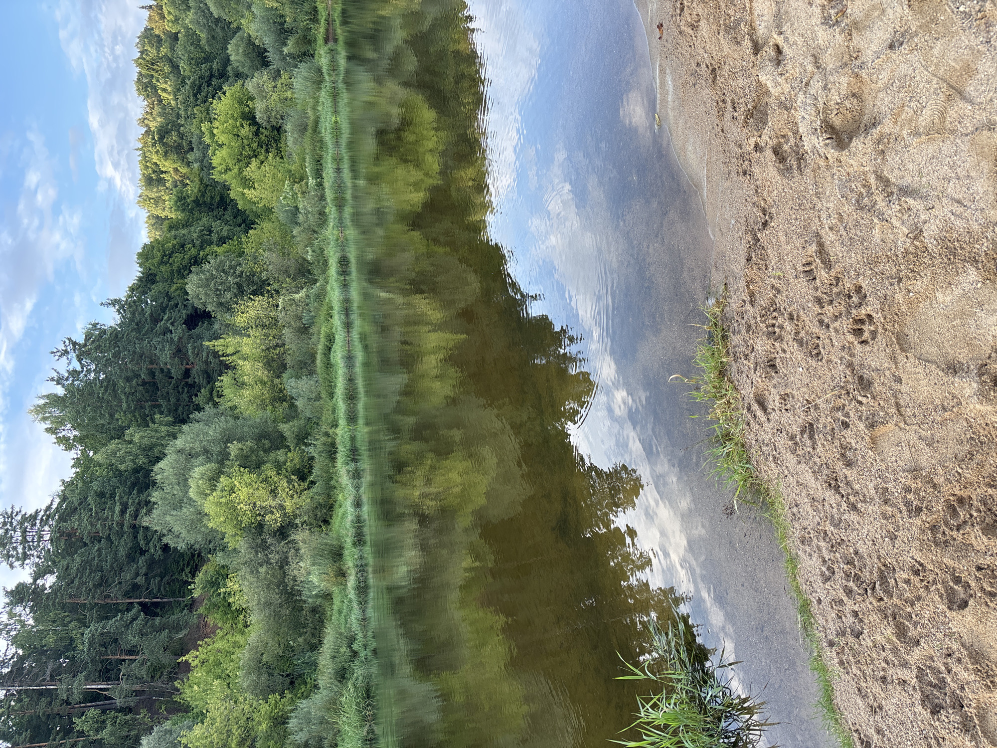 The image depicts a serene natural landscape with a river in the foreground and a dense forest on the opposite bank. The river's surface reflects the sky and the lush greenery of the trees. The riverbank is sandy, with some grass growing along the water's edge. Animal tracks are visible in the sand, suggesting the presence of wildlife. The sky is partly cloudy, with patches of blue sky visible between the clouds. The overall impression is one of tranquility and untouched nature. The location is Zvenigorod, Russia, a city known for its picturesque natural scenery and proximity to Moscow. The image captures a typical scene of the Russian countryside, characterized by its extensive forests, rivers, and lakes.