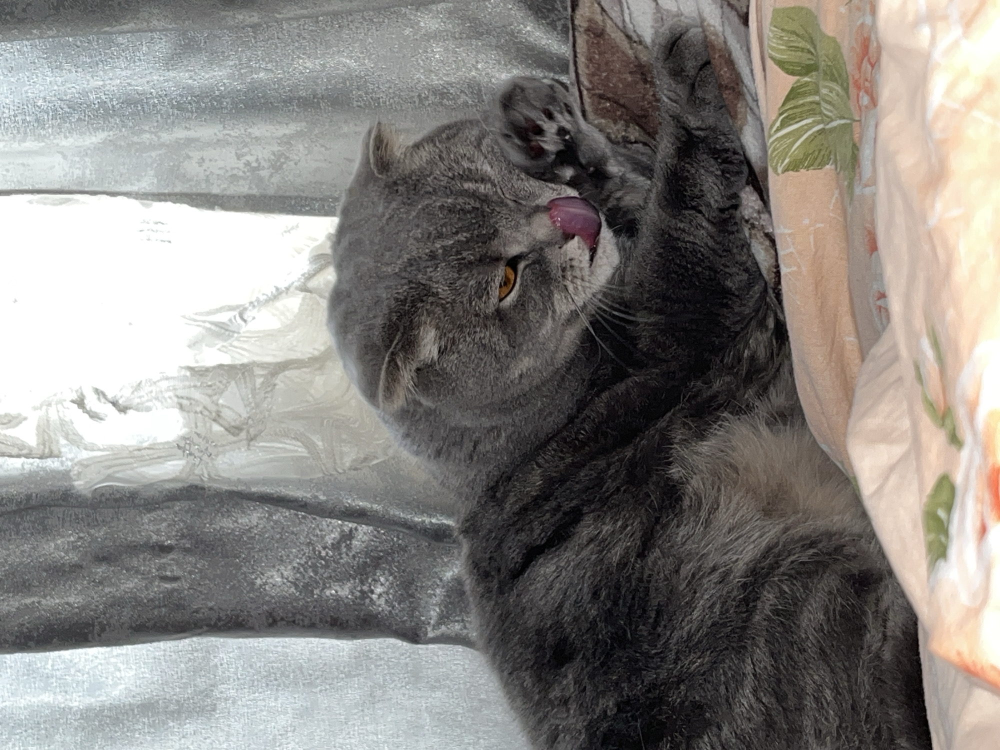 A gray, short-haired cat, possibly a Scottish Fold or British Shorthair due to its rounded head and subtly folded ears, is captured mid-grooming in an indoor setting. The cat is lying comfortably, possibly on its back or side, with one paw raised towards its head. Its pink tongue is extended, licking its paw or face. The cat has striking amber-yellow eyes and its dense, gray fur shows faint tabby markings on its body and head.
The background on the left features a textured, shiny surface, which appears silver-gray and reflects soft light, possibly a metallic curtain or window blinds. To the right, a soft, light peach-colored fabric with a pattern of green leaves and delicate floral motifs is visible, suggesting a duvet cover or blanket. The lighting in the image is soft and diffused, creating a calm and relaxed atmosphere, indicative of daytime or early evening.
The cat appears content and focused on its grooming activity. The scene evokes a sense of domestic tranquility. No visible text is present in the image. This scene takes place in Chaikovsky, Russia.