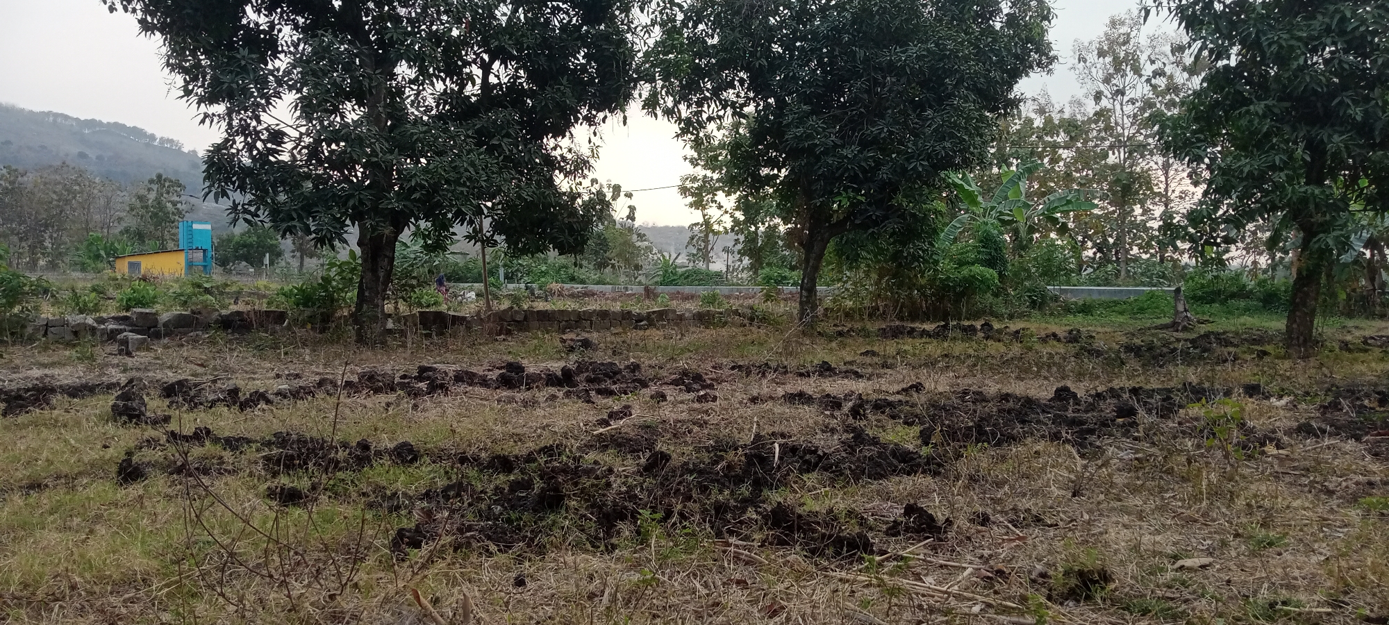 In the city of Rengel, Indonesia, this image captures a rural scene. A yellow and blue building is visible in the background, nestled amongst trees and a gently sloping hill. In the foreground, the ground is a mix of dry grass and dark soil, suggesting it may be recently tilled or prepared for planting. Several large trees with dark green foliage are prominent throughout the frame, their branches casting shadows. A low wall constructed of bricks can be seen in the middle ground. The sky is overcast, indicating a cloudy day. The overall impression is one of a quiet, undeveloped area.