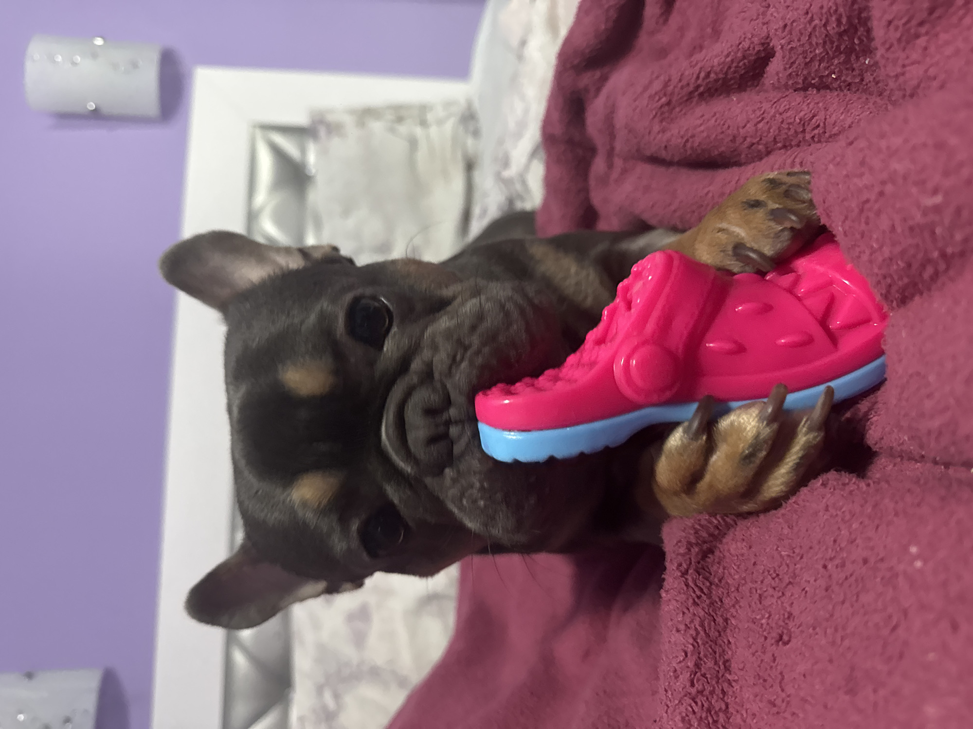 A brindle French Bulldog is resting on a maroon-colored towel or blanket, holding a pink and blue toy in its mouth. The dog is close to the camera, with its head and front paws visible. The background includes a white frame and a lavender wall. The location is not discernible and there is no evidence of Burgas, Bulgaria.