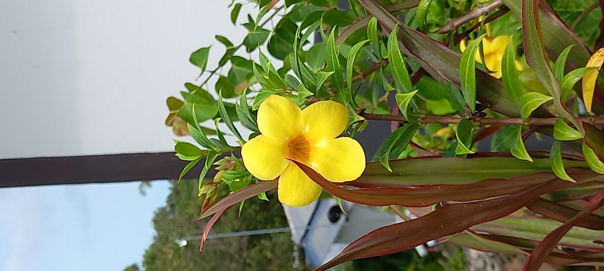 The image shows a yellow flower with five petals, likely an Allamanda, in a garden setting in Baan Wang Ta Kien, Thailand. The flower is surrounded by green foliage and reddish-brown leaves. The background includes a building, possibly a house, with a white wall and a brown balcony railing. The sky is visible, suggesting an outdoor location during daylight.