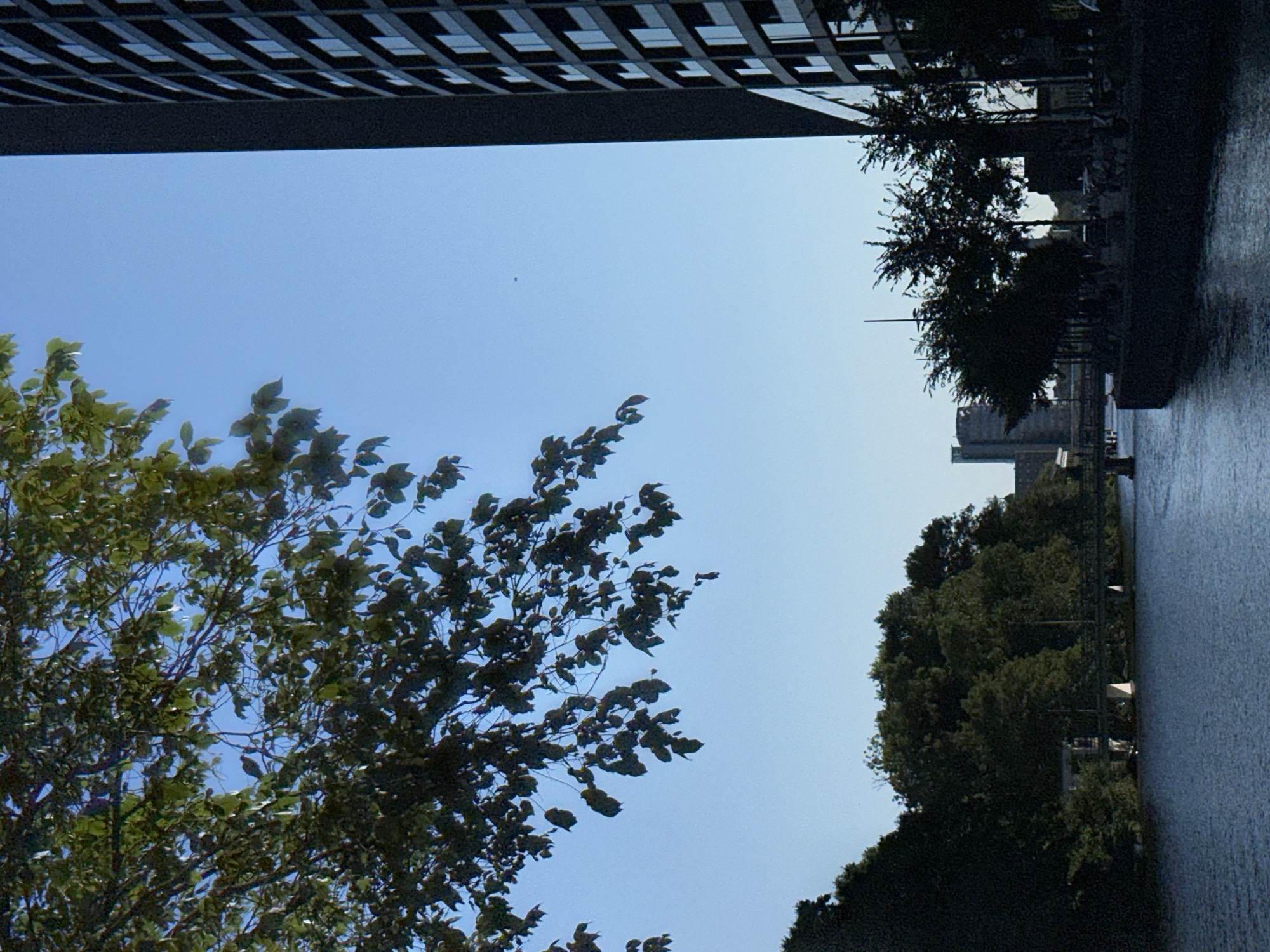 This image captures a view of the Amstel River in Amsterdam, Netherlands, on a clear day. The foreground features a body of dark blue water with gentle ripples, reflecting the sky. On the right side of the image, a tall, modern building with a dark facade and numerous windows dominates the scene. To the left of the riverbank, a dense line of trees with dark green foliage stretches along the water's edge. Beyond the trees, another building, possibly a church or a historical structure, is visible in the distance.
In the upper left quadrant of the image, a tree with light green leaves and branches extends into the frame, partially obscuring the bright blue sky. The sky itself is clear with no clouds. There are no people or vehicles visible in the scene. The overall impression is one of urban greenery meeting modern architecture along a waterway.