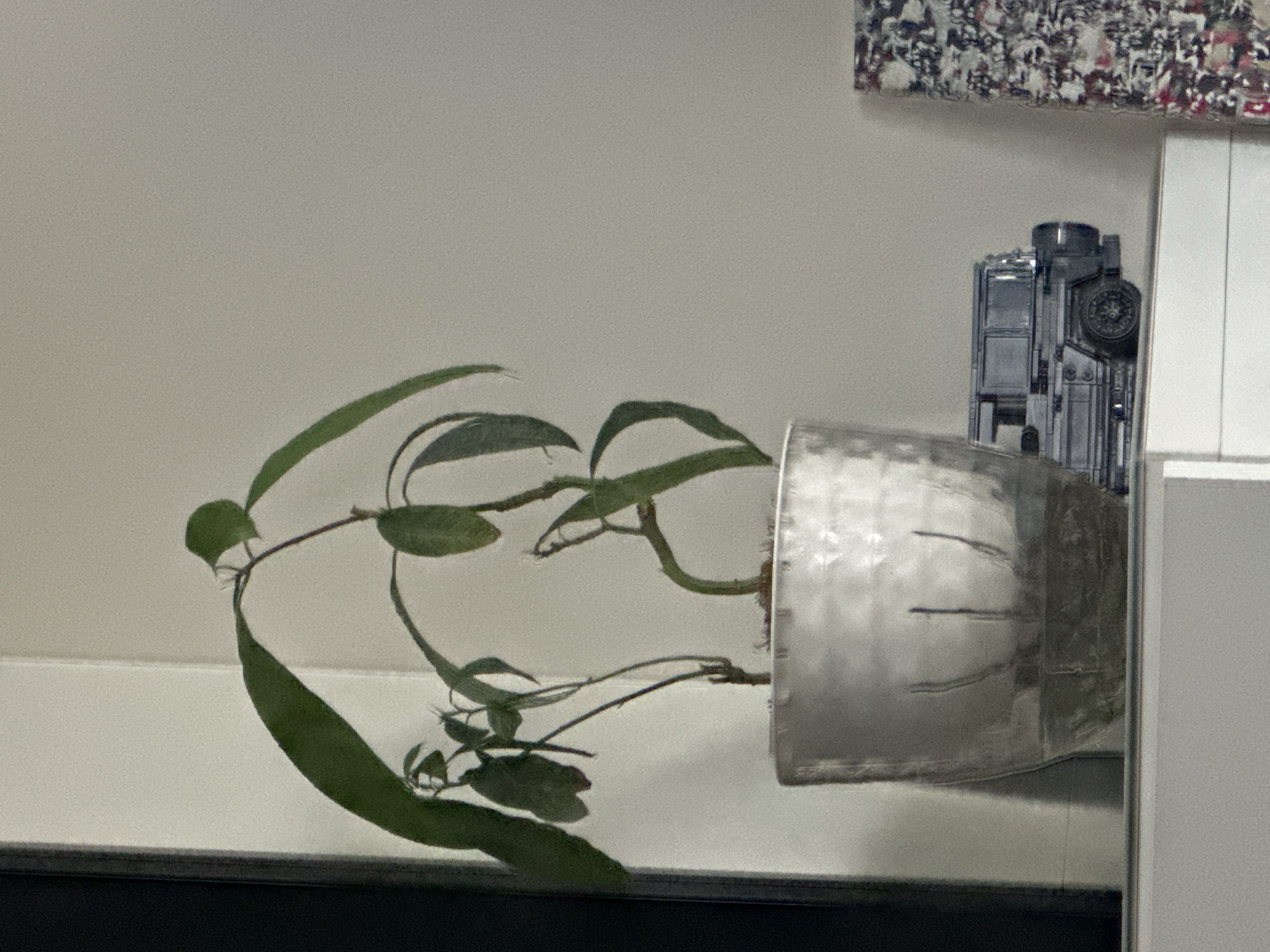 A medium shot captures a plant in a textured silver pot, situated on a white shelf. To the right of the plant, a toy replica of a gray vehicle rests on the shelf. The background consists of a textured off-white wall. The scene appears to be an indoor setting.