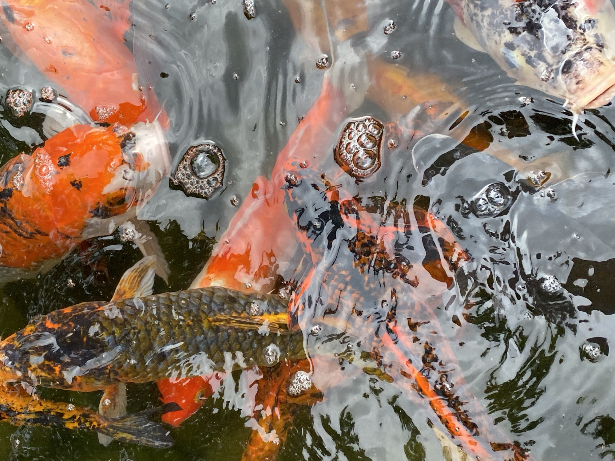 The image is a close-up, overhead shot of several koi fish swimming in murky water. The fish display a variety of colors, including orange, white, black, and gold. Some of the fish are partially submerged, with their scales and fins visible. Bubbles are present on the surface of the water, indicating movement and possibly feeding activity. The overall environment appears to be an outdoor pond or water feature. There is no indication of the city of Kuta Selatan, Indonesia within the image itself.