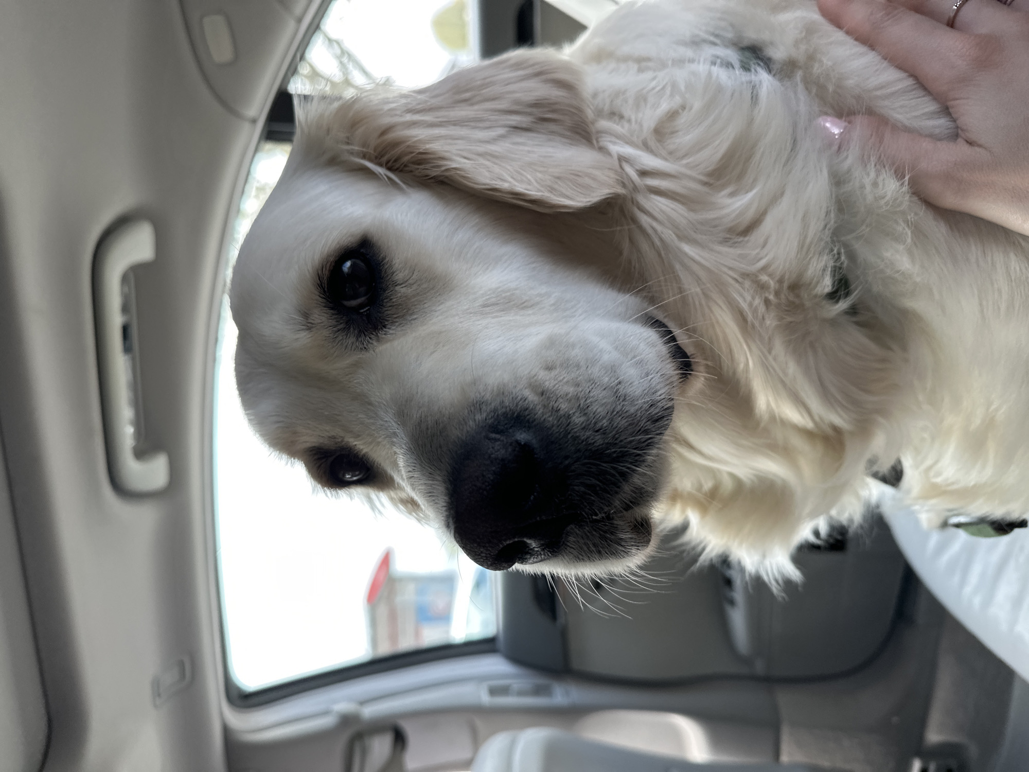 A close-up, slightly tilted, indoor shot shows the head and upper chest of a light-colored Golden Retriever. The dog's nose is large and black, and its eyes are dark. A hand with pale skin and pink nail polish is touching the dog's fur near its ear. The background appears to be the interior of a vehicle; a side window is visible, and the interior is a light gray color. The location is not discernible based on the information present.