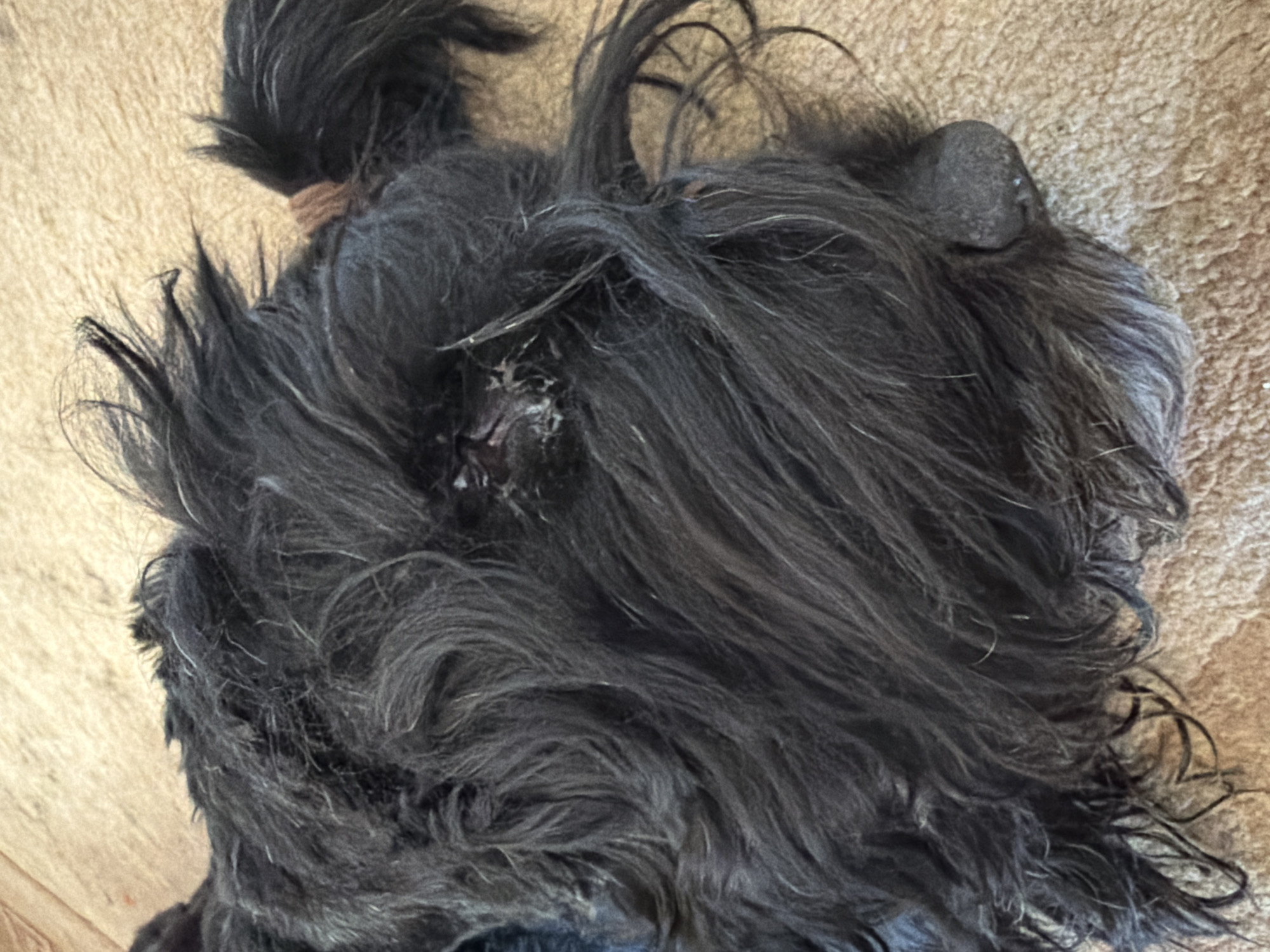 The image shows a close-up view of a black dog lying on a textured, light brown surface, possibly a rug or carpet. The dog's head is partially visible, with its dark, shaggy fur covering most of the frame. A small portion of the dog's nose is visible on the right side of the image, and its eye area is also visible, appearing slightly matted. The dog's tail, tied with a light brown band, is visible in the upper right corner. The image does not provide any contextual information about the city of Okha, Russia, or any details related to the location.