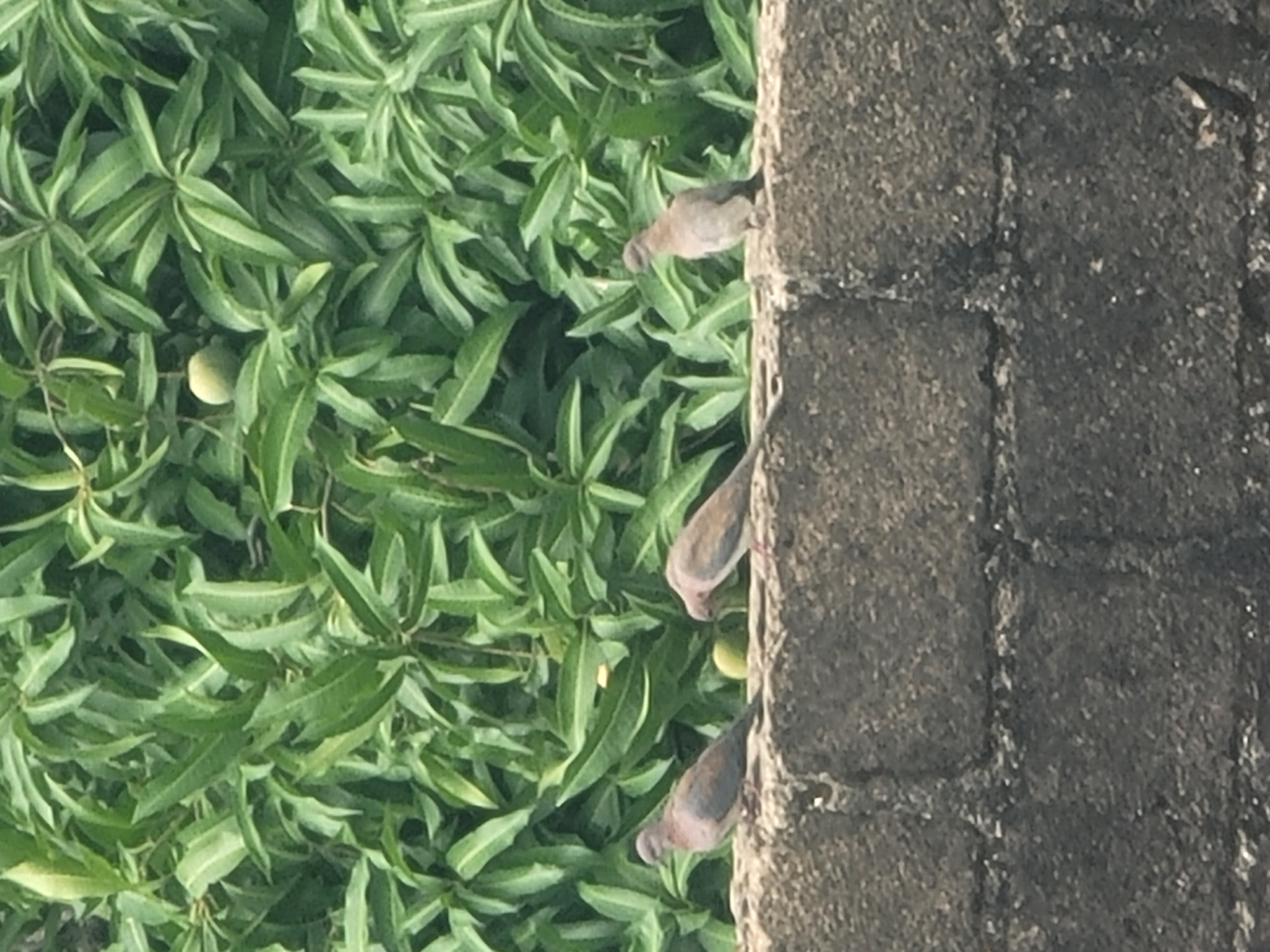 The image shows a concrete wall on the right side, with three birds perched along its edge. To the left is dense green foliage, likely from a tree or bush, with a small, unripe fruit visible amongst the leaves. The location, Jos, Nigeria, is not directly verifiable from the image.