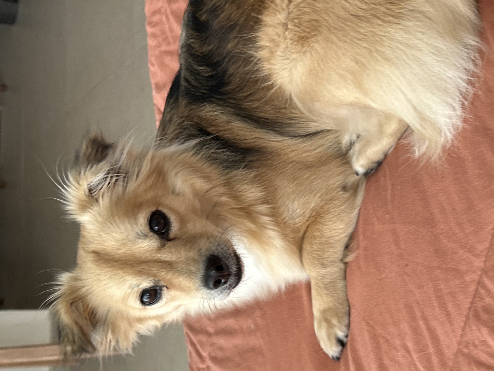 A medium-sized dog with golden-brown fur and dark markings on its back is lying down on a textured orange surface. The dog's head is turned towards the camera, and its eyes are dark and alert. Its ears are pointed upwards and slightly outward, with fine hairs sticking out. The dog's front paw is visible, resting on the orange surface. The background is blurred but appears to be an indoor environment with tiled flooring. There is no indication of the location being Kuta Selatan, Indonesia.