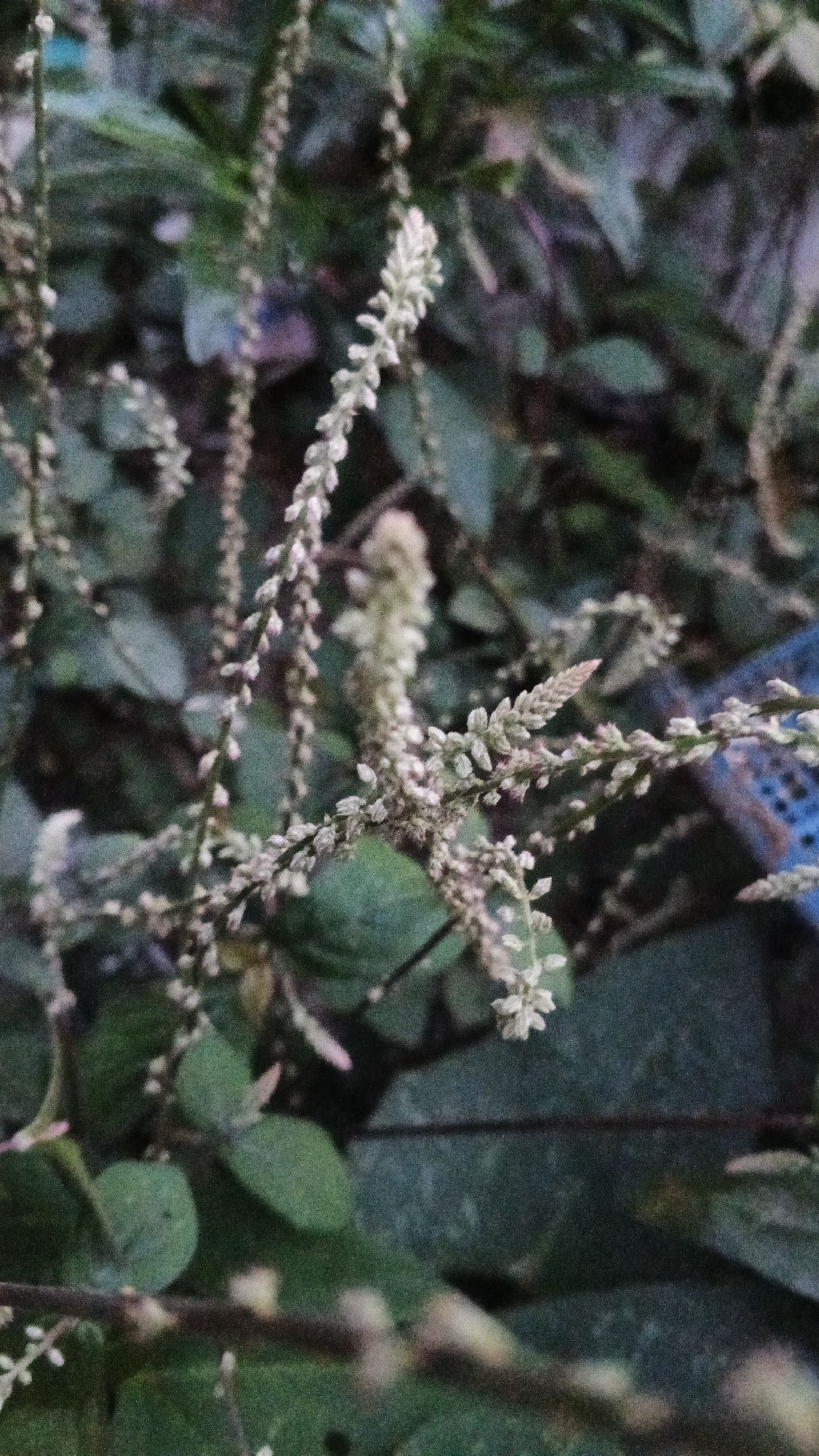 The image shows a close-up of small, white, spike-like flowers growing on slender stems. The flowers are clustered along the stems in a dense arrangement. The background is out of focus, with muted green and dark foliage suggesting a natural setting. A hint of blue, possibly from a plastic object, is visible on the right side of the frame. The lighting is dim, indicating it may be late in the day or in a shaded area. The image quality is somewhat grainy. The scene appears to be in Karangjati, Indonesia, based on the provided context. There are no people or animals visible in the image.