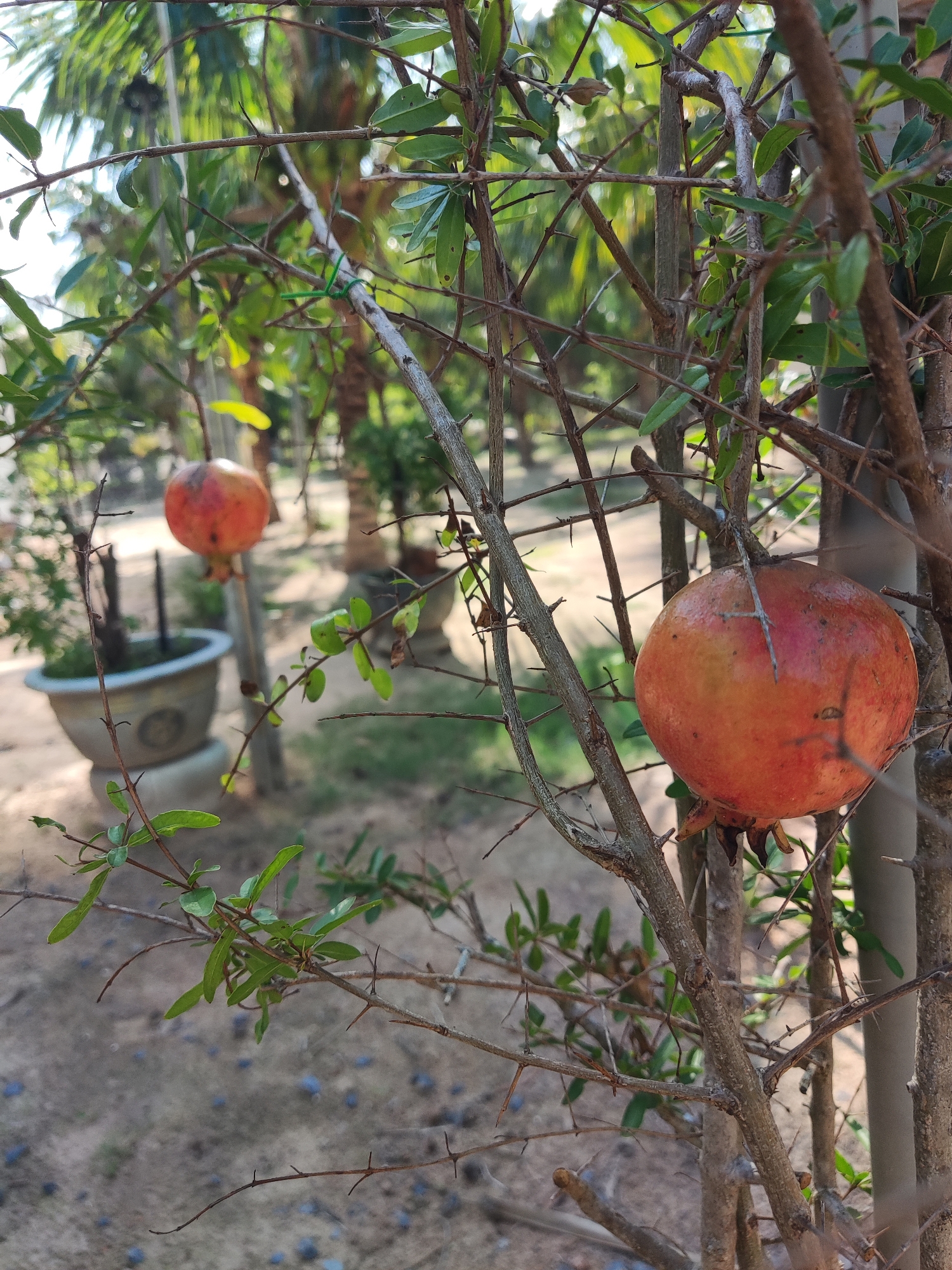 The image captures a close-up view of a pomegranate tree bearing fruit. Two pomegranates are visible, one prominently displayed in the foreground and another slightly blurred in the background. The tree's branches are thin and thorny, with sparse green leaves. In the background, a potted plant and other greenery can be seen, suggesting an outdoor setting. The ground appears to be sandy or gravelly. The location is not specified, and there are no people visible in the image.