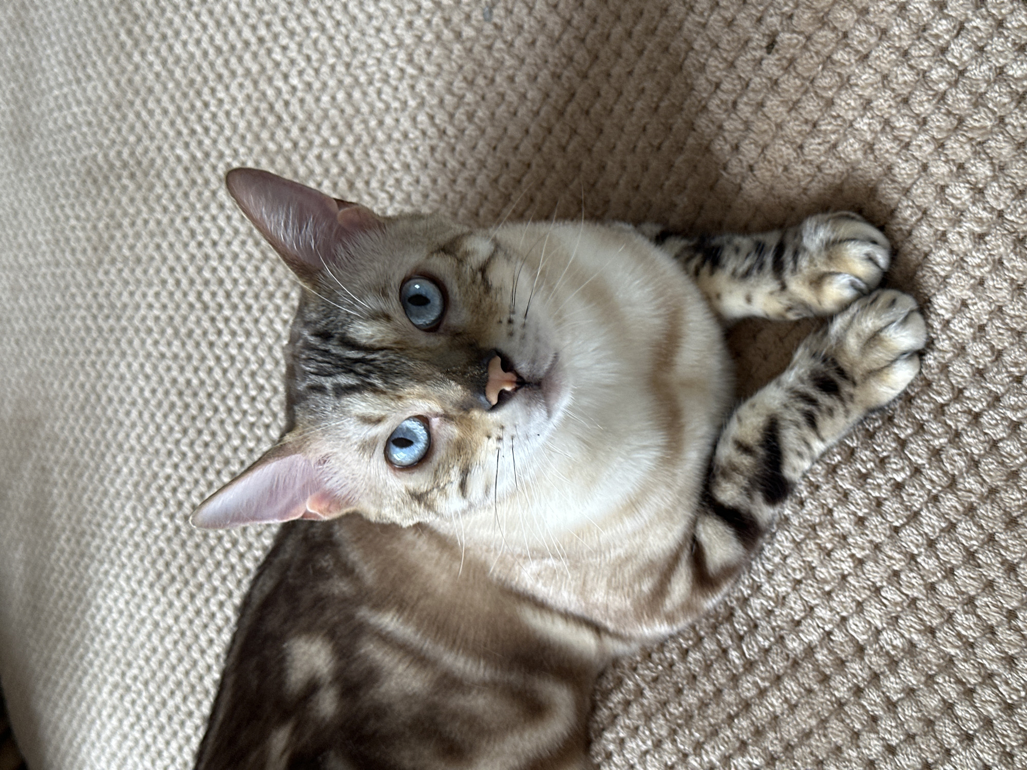 A domestic shorthair cat with blue eyes and a tan and brown spotted coat is lying on a beige, textured carpet. The cat is facing the camera with its head slightly tilted. Its paws are resting in front of its body. The background consists solely of the carpet. There is no indication of the cat's location within the city of Energetik, Russia.