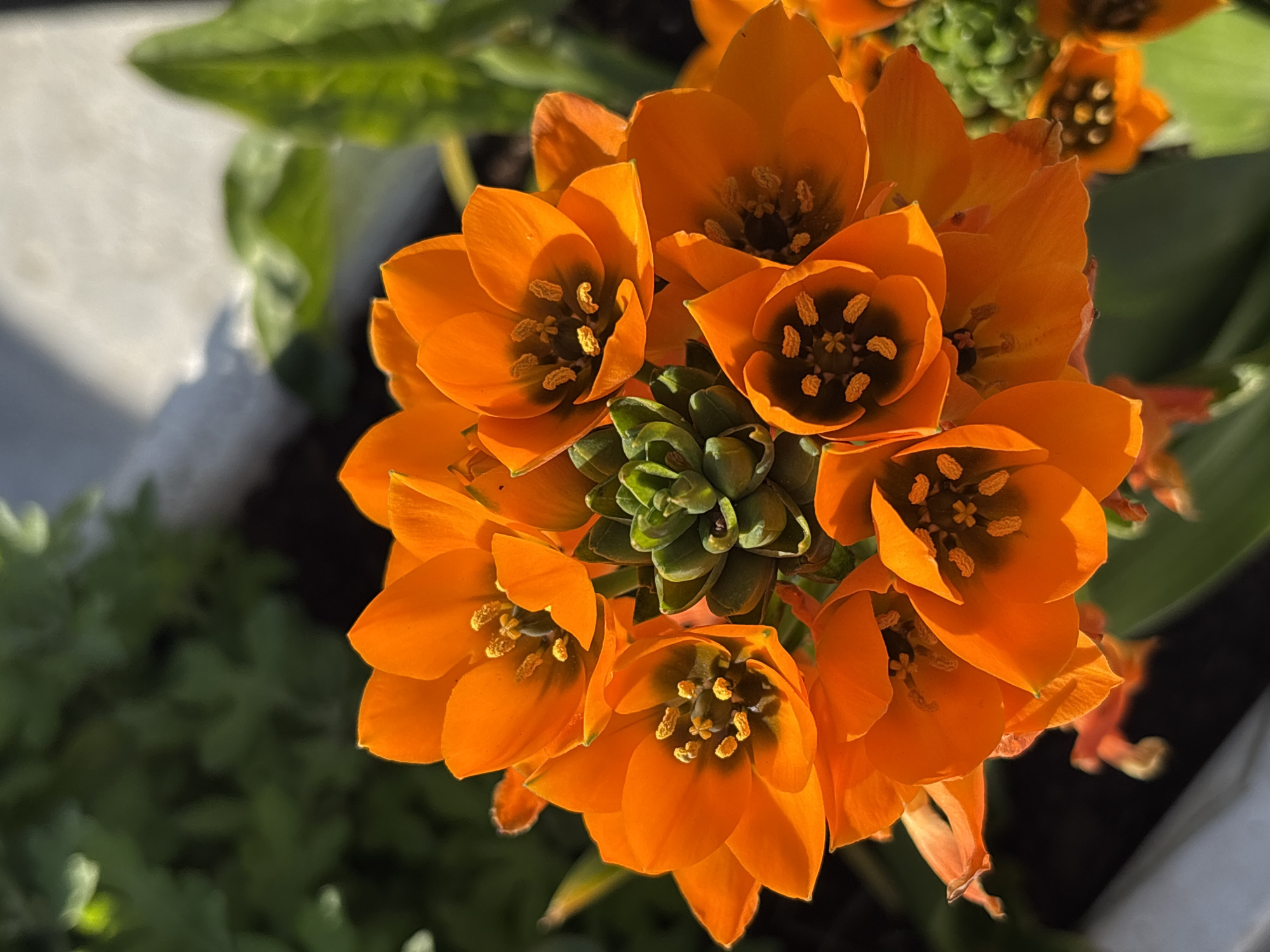 A close-up, high-angle photograph shows a cluster of orange Ornithogalum dubium flowers in full bloom. The flowers feature bright orange petals surrounding a dark brown center, with yellow pollen. The center of the flower cluster also features green buds. Green foliage is visible on the left side of the frame. The composition is well-lit, highlighting the textures of the petals and the contrast between the flower's components. The location, Bar, Montenegro, is not discernable from the image itself.