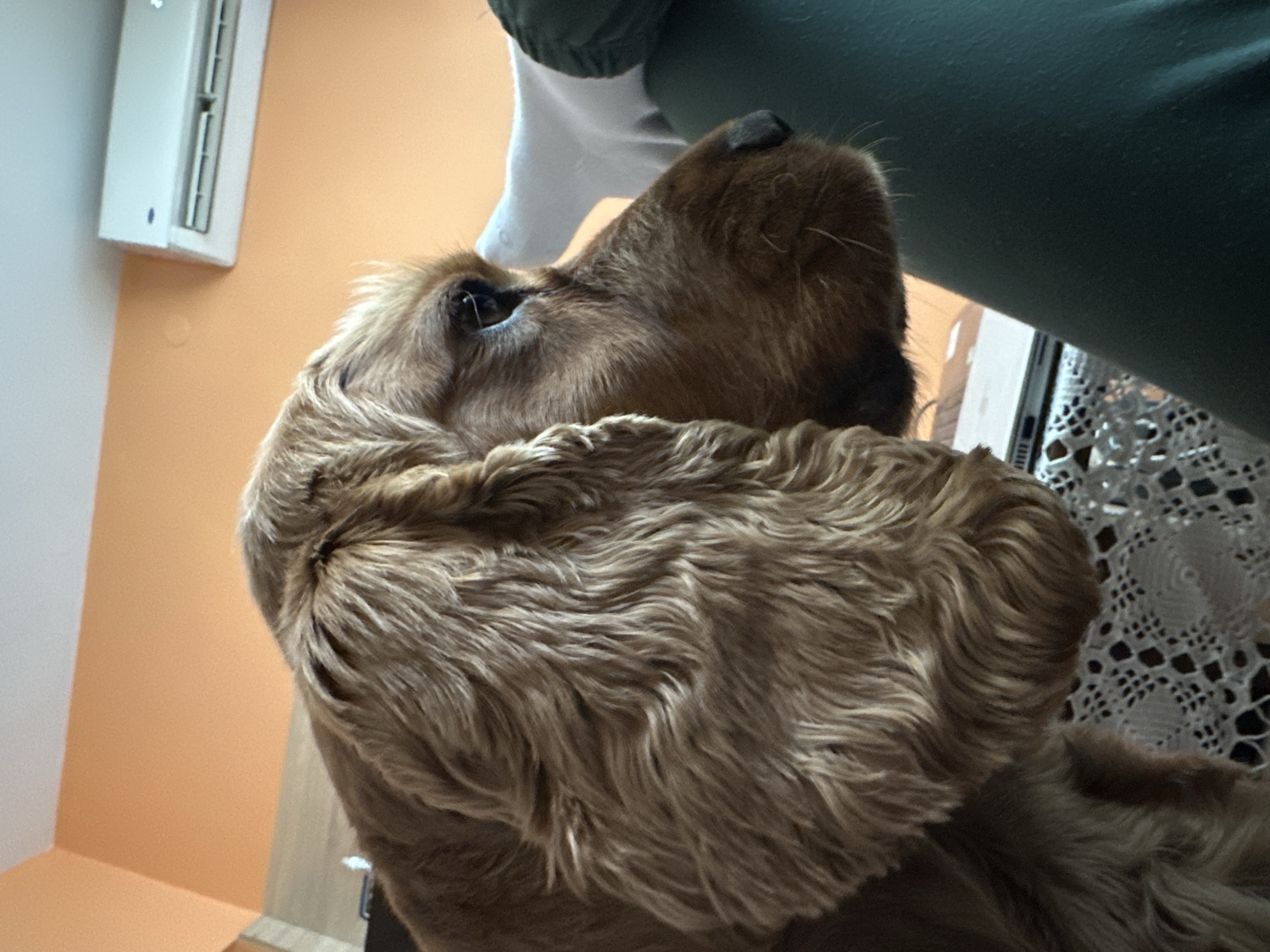 A close-up shot of a brown Cocker Spaniel looking upwards is captured indoors. The dog's head is the primary subject, with its long, wavy fur prominently displayed. A person wearing a green garment is partially visible above the dog. To the dog's right, a window with white lace curtains is present. The background includes a white air conditioning unit against an orange wall. The location is potentially Sofia, Bulgaria, although there is no explicit evidence in the photo to confirm it.