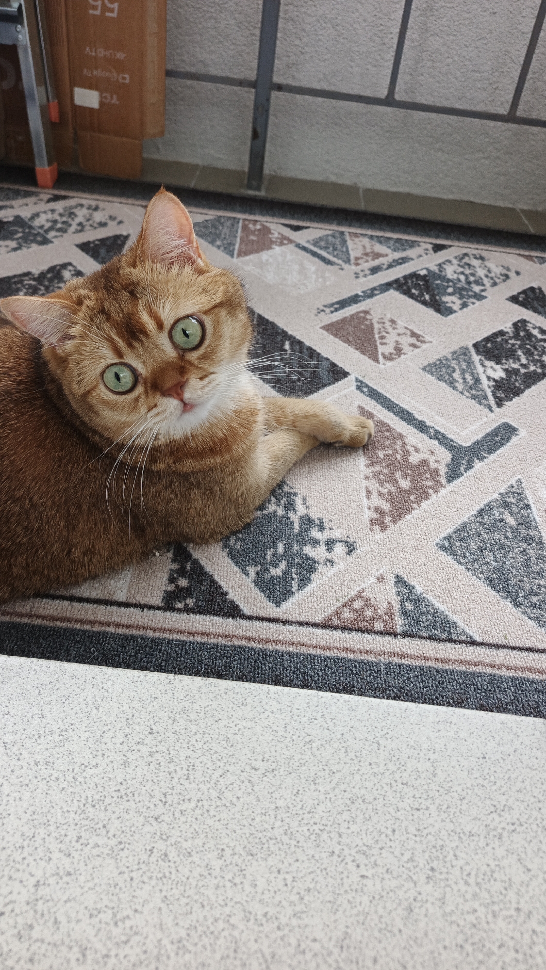 An orange tabby cat with striking green eyes is lying on a geometric-patterned rug. The rug features a pattern of interlocking triangles and abstract shapes in shades of beige, brown, and dark gray. The cat is positioned on the right side of the frame, with its head turned towards the camera. Its body is mostly visible, and one paw is extended forward. In the background, out of focus, is a cardboard box with text and a metal railing. The foreground shows a speckled white surface. The scene appears to be outdoors, possibly on a balcony or patio, given the railing and the presence of a rug often used for outdoor spaces. There is no indication of this scene being in Yekaterinburg, Russia.