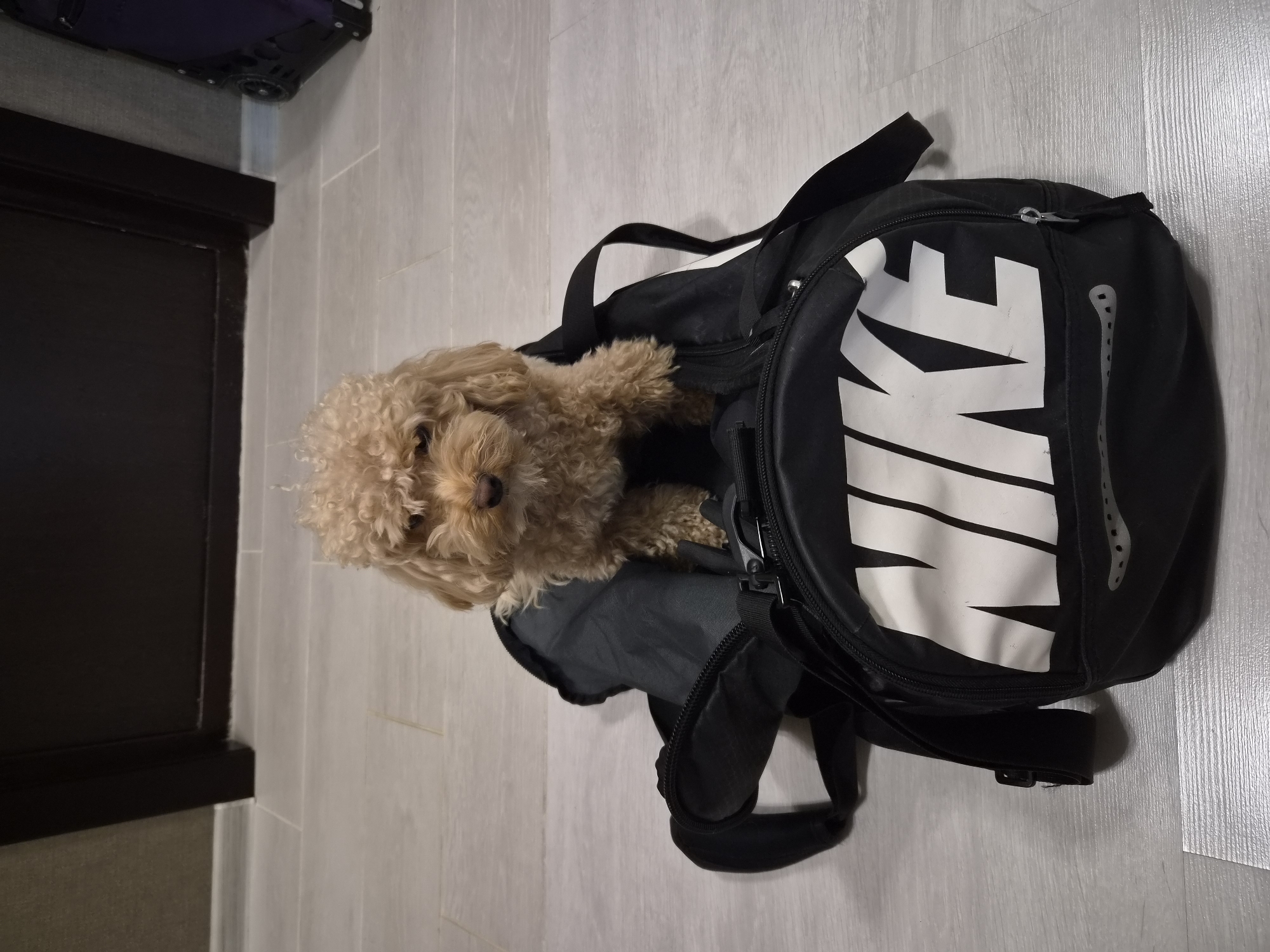 A light-brown poodle is sitting in an open black Nike duffel bag. The dog is facing the camera with its head slightly tilted. The duffel bag is on a light gray tiled floor. In the background, there is a dark brown door and a gray wall with a textured surface. To the far right of the image, a portion of a dark purple suitcase with wheels is visible. The scene appears to be inside a building, possibly an apartment or hallway, located in Kudrovo, Russia.