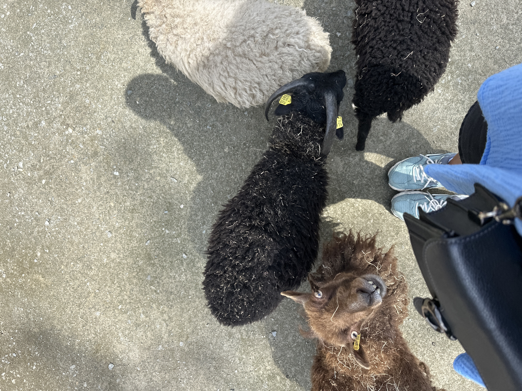 A top-down photographic perspective captures the lower body of an individual interacting with four sheep on a sunlit concrete surface in Wassermühle, Germany. The individual wears light blue athletic shoes with white laces, blue trousers, and a blue long-sleeved top, partially obscured by a black leather shoulder bag held in the foreground. Distinct shadows of the individual and sheep are cast on the light grey, textured concrete, which contains scattered small pebbles and light debris.
On the left, a brown sheep with shaggy fleece and a visible yellow ear tag on its left ear looks directly upward towards the camera, mouth slightly agape revealing teeth. In the upper-center, a black sheep with curved dark horns and two yellow ear tags stands. Its dense black fleece contains visible white and light-colored debris. To its right, a white or cream-colored sheep's fluffy fleece is partially visible. In the lower-right corner, a section of black, somewhat matted fleece, also containing debris, indicates the presence of another sheep or a continuation of the main black sheep's body, positioned near the individual's feet.
